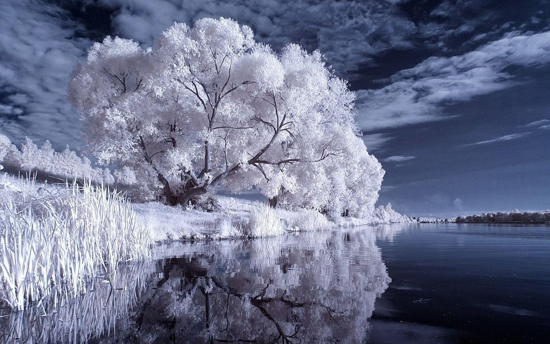 1920x1200 Winter Tree Reflects In Water, Desktop