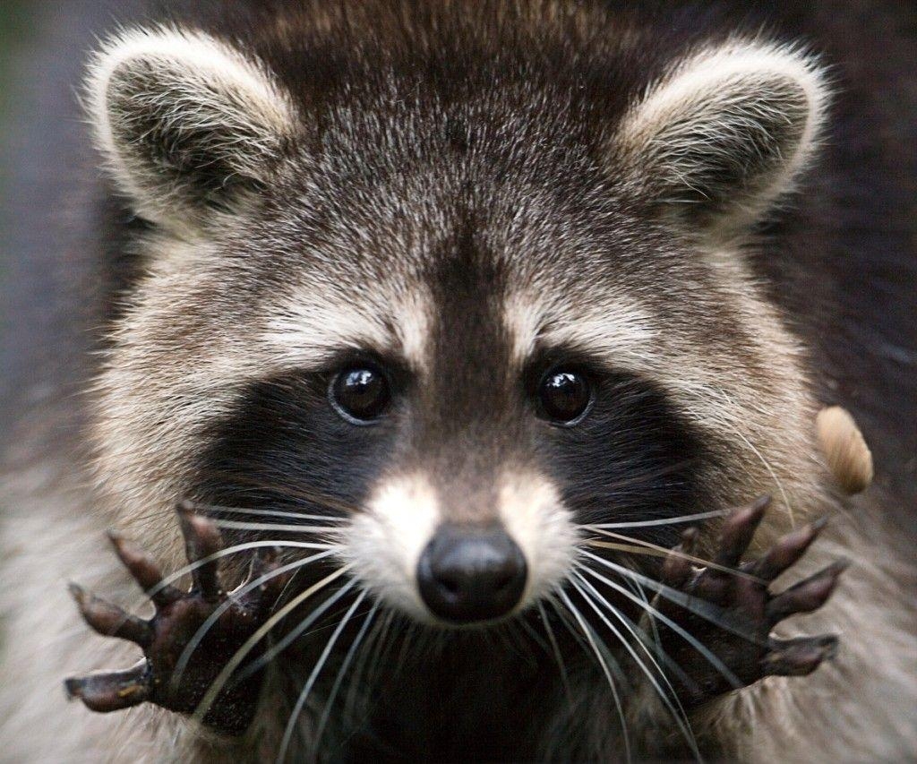 1030x860 Raccoon Wallpaper High Quality, Desktop