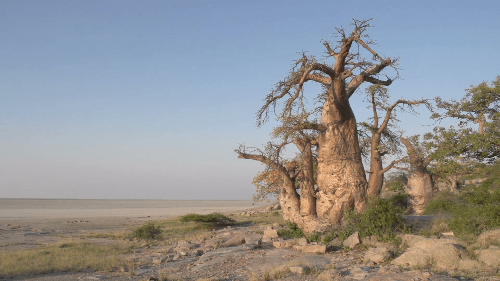 1920x1080 Panning shot of Makgadikgadi Pans and Baobab trees, Botswana Stock, Desktop