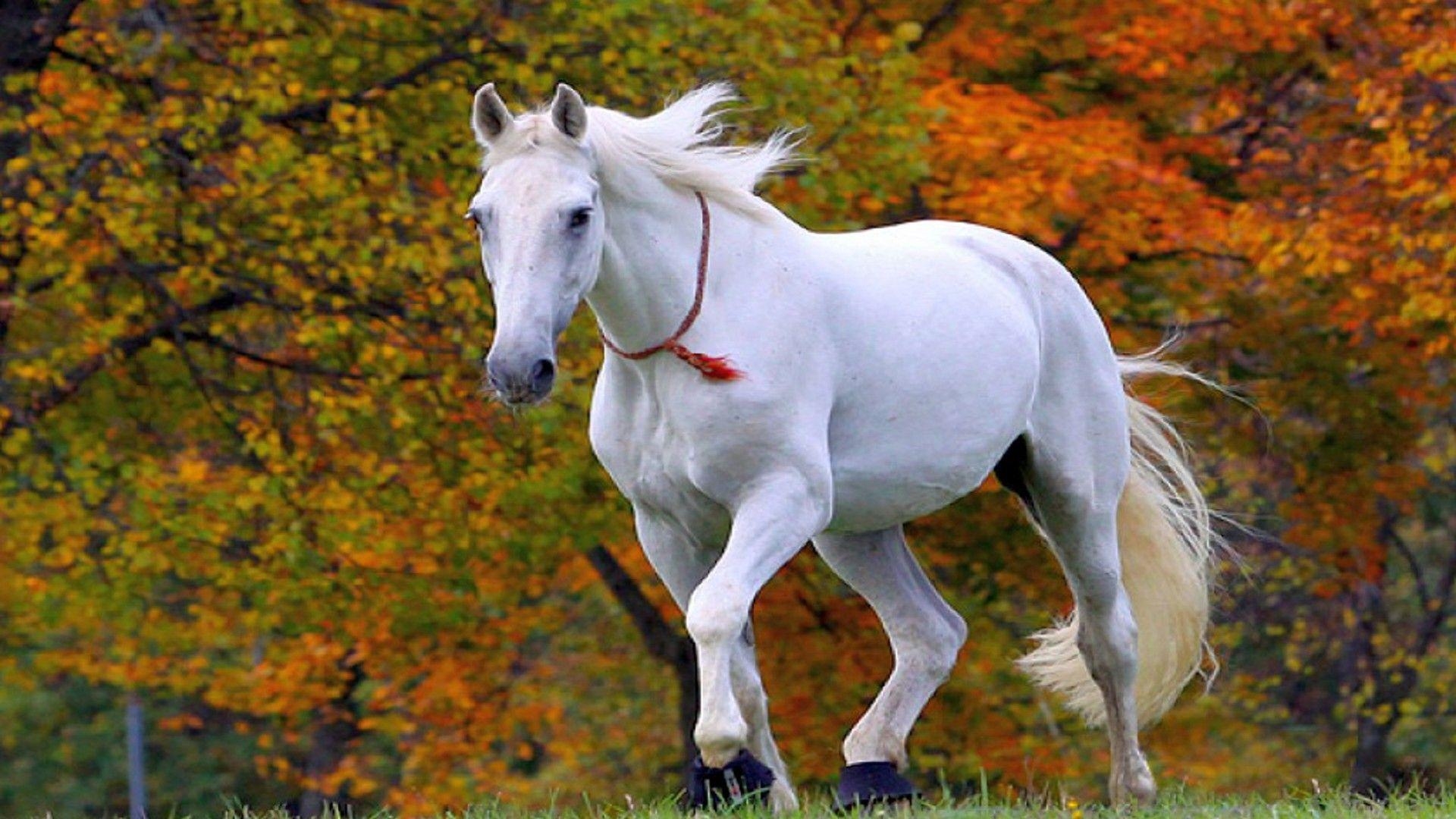 1920x1080 Perfect Running Horse Wallpaper For Desk, Desktop