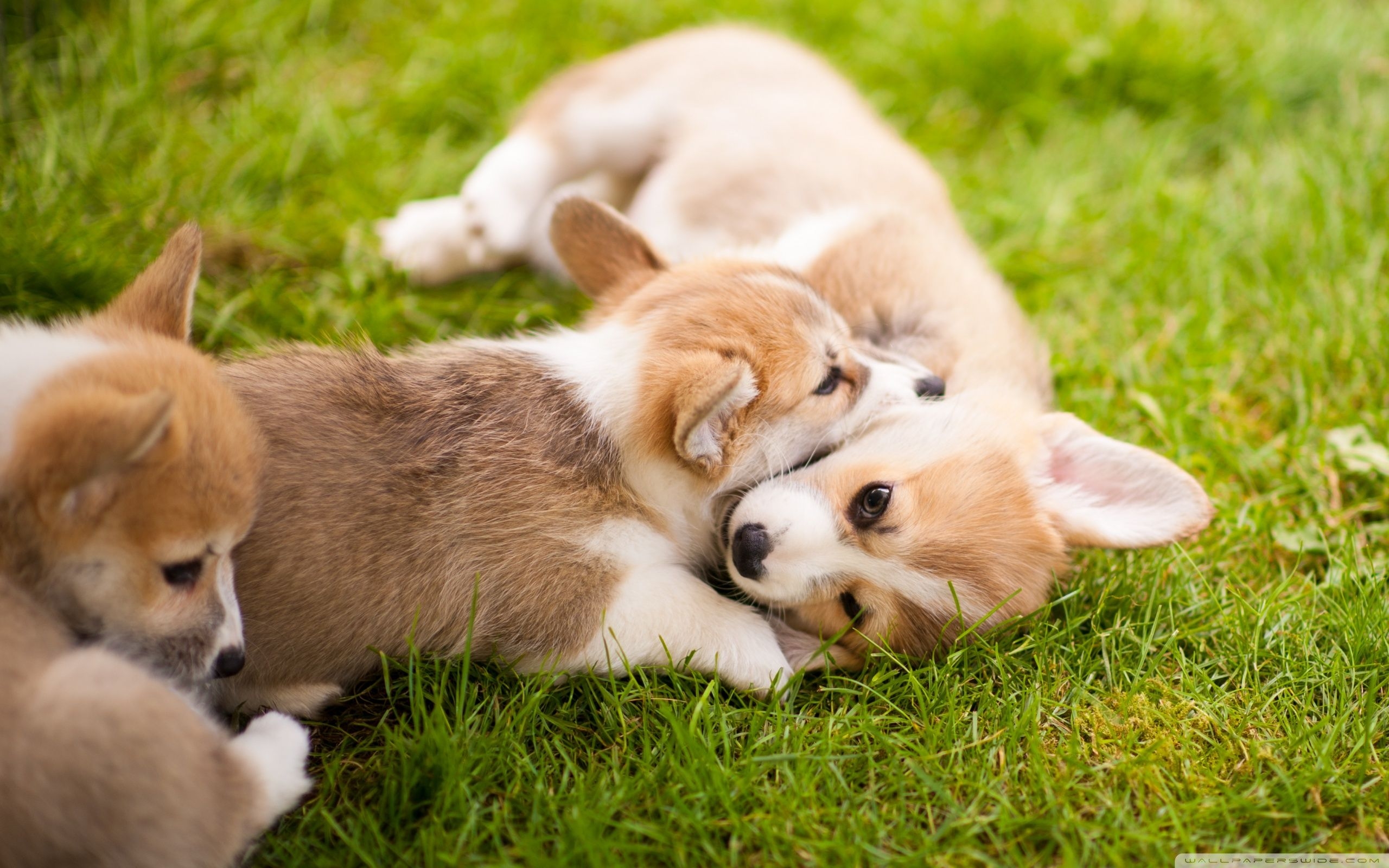 2560x1600 Corgi Puppies Ultra HD Desktop Background Wallpaper for 4K UHD TV, Widescreen & UltraWide Desktop & Laptop, Tablet, Desktop