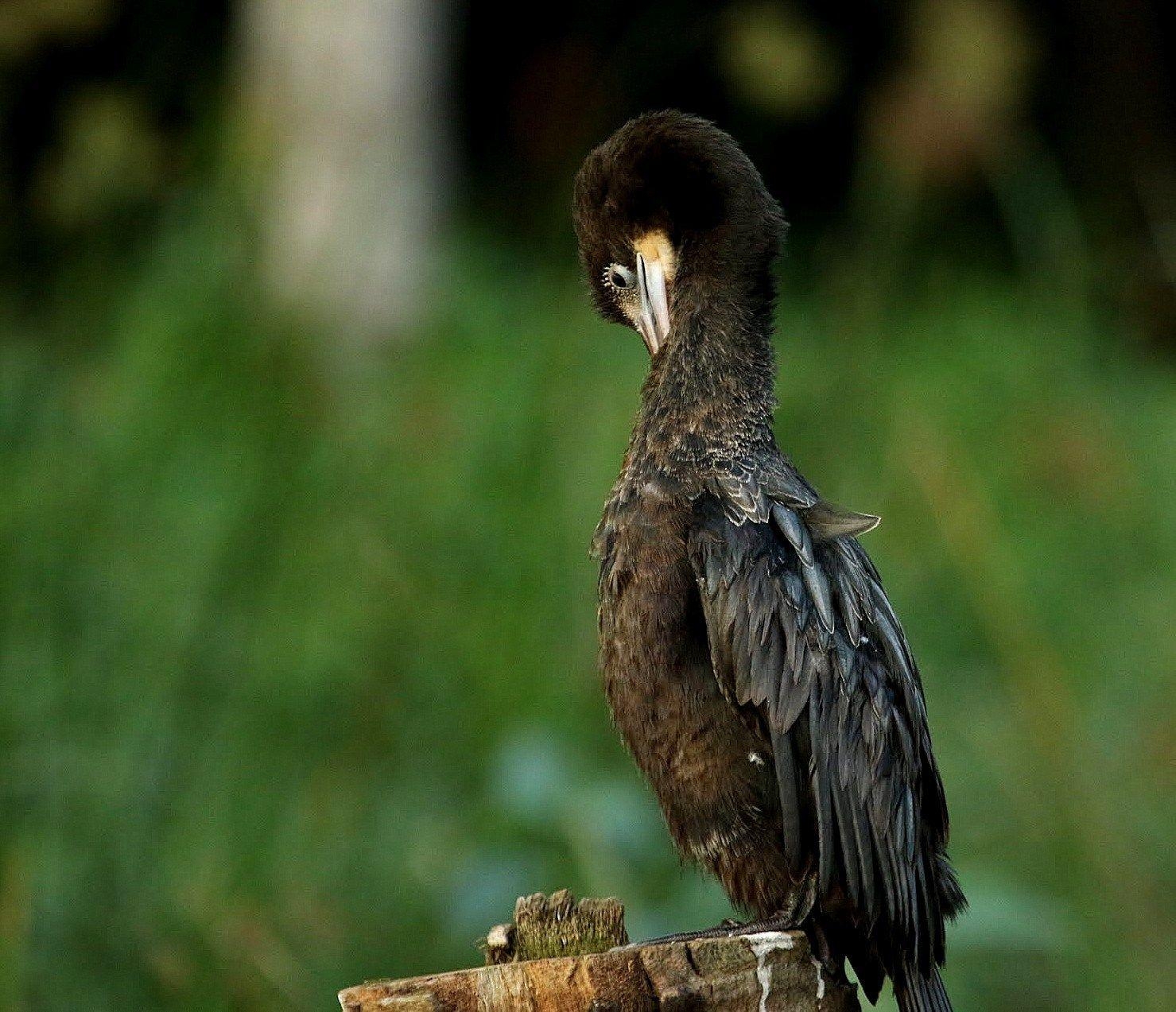 1480x1280 Little Cormorant With A Pleasant Bakcground. Animal, Desktop