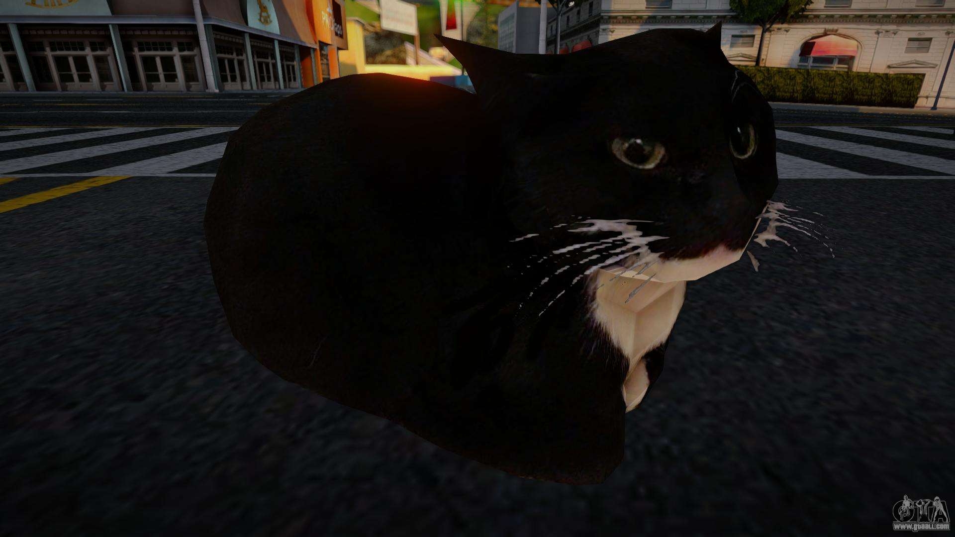 1920x1080 Maxwell The Cat Dingus for GTA San Andreas, Desktop