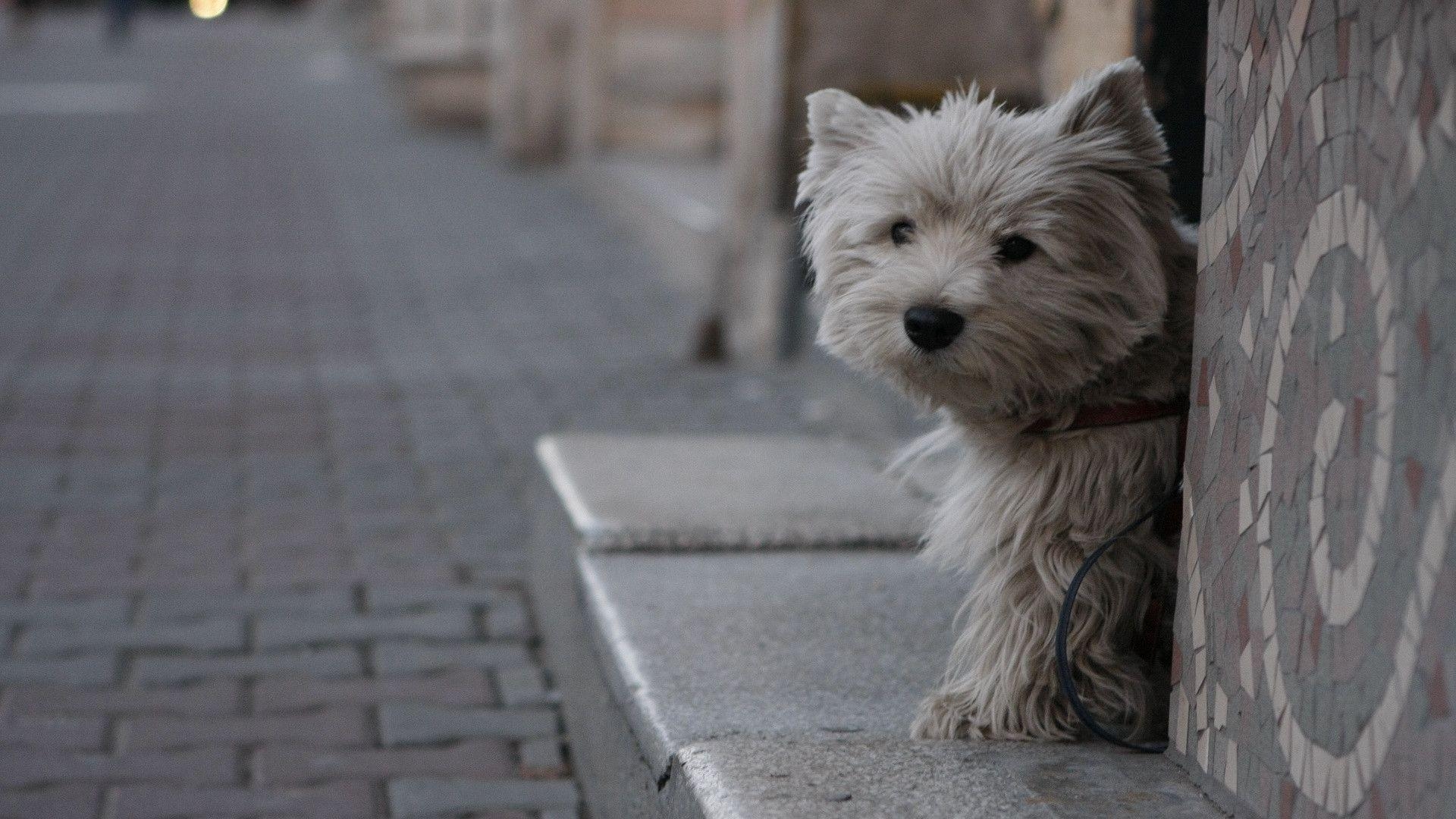 1920x1080 Pix For > Westie Wallpaper, Desktop