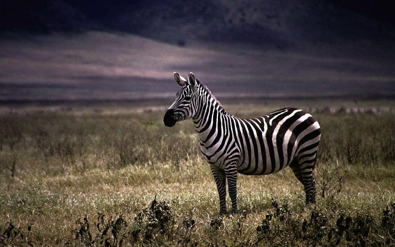 1280x800 Zebra Print Desktop Wallpaper Free wallpaper download 1920×1080, Desktop