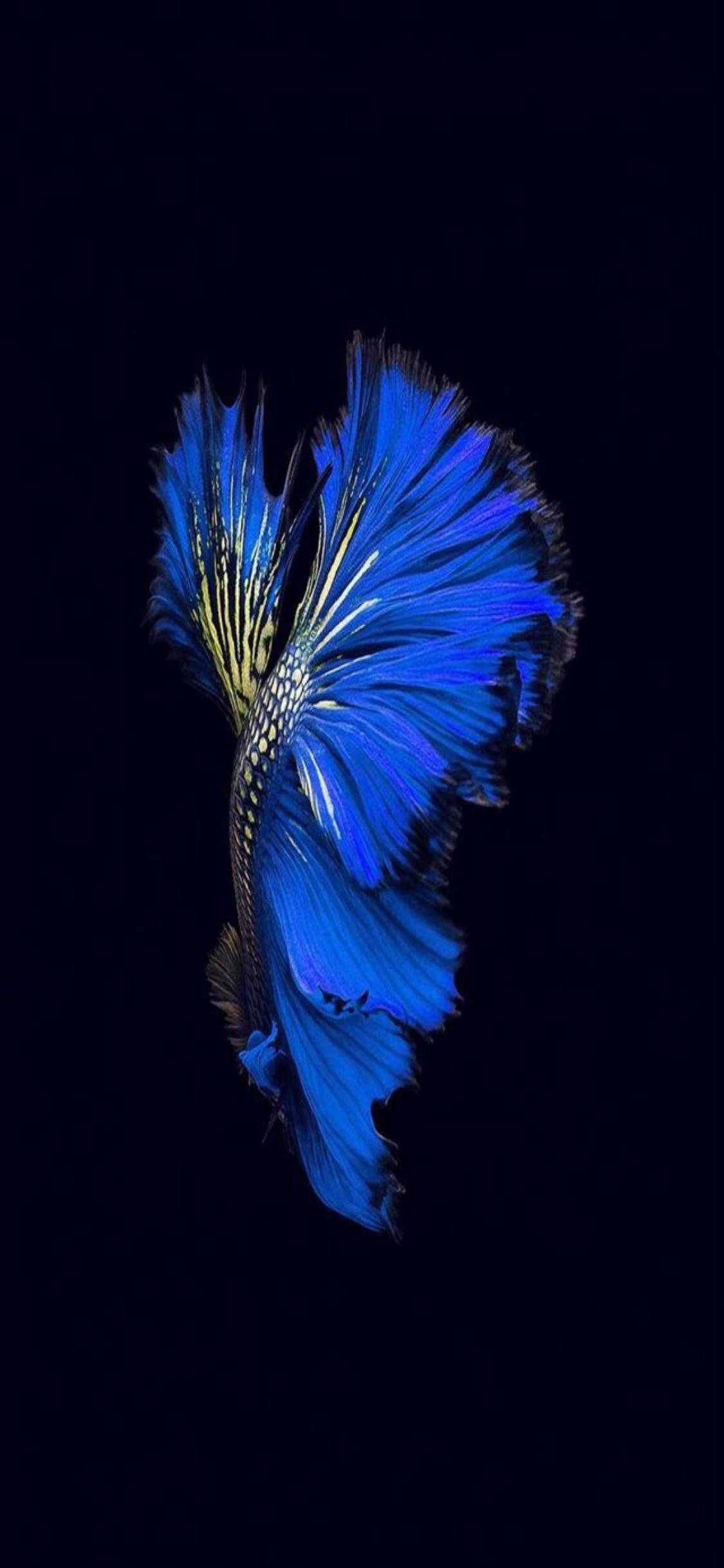 1130x2440 Beta Crowntail Fish Wallpaper AMOLED for iPhone X or 10, Phone