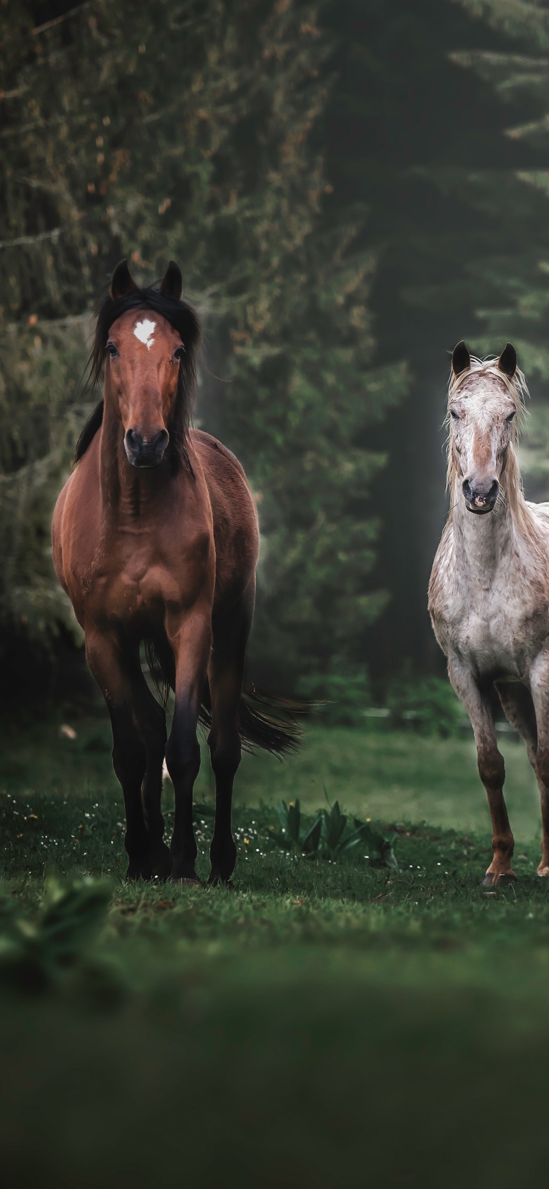 1130x2440 Three Horses Running, Trees, Fog 1242x2688 IPhone 11 Pro XS Max Wallpaper, Background, Picture, Image, Phone