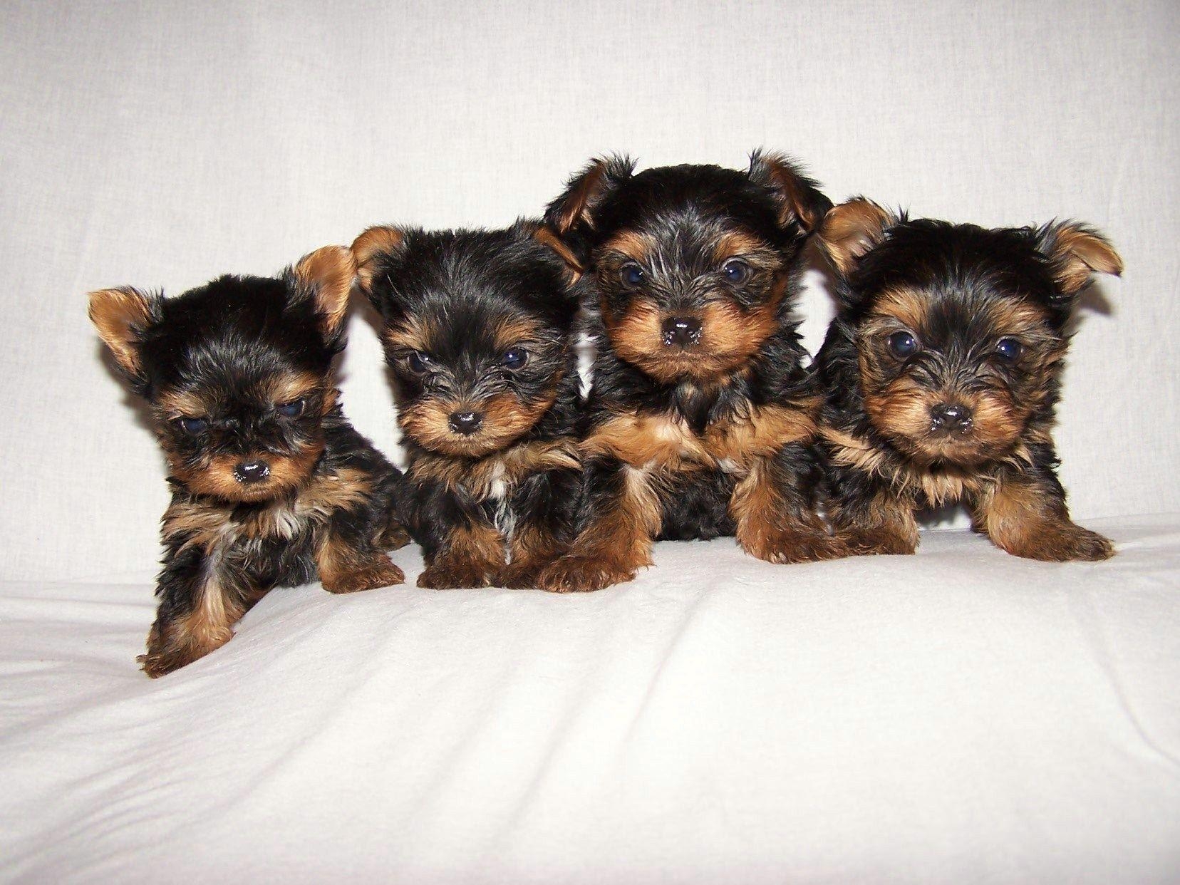 1660x1250 Yorkie Puppies, Desktop