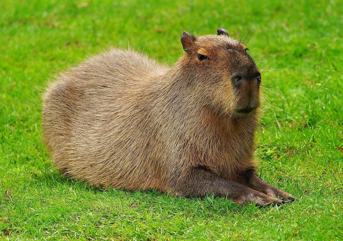 1140x800 Capybara Wallpaper HD for Android, Desktop