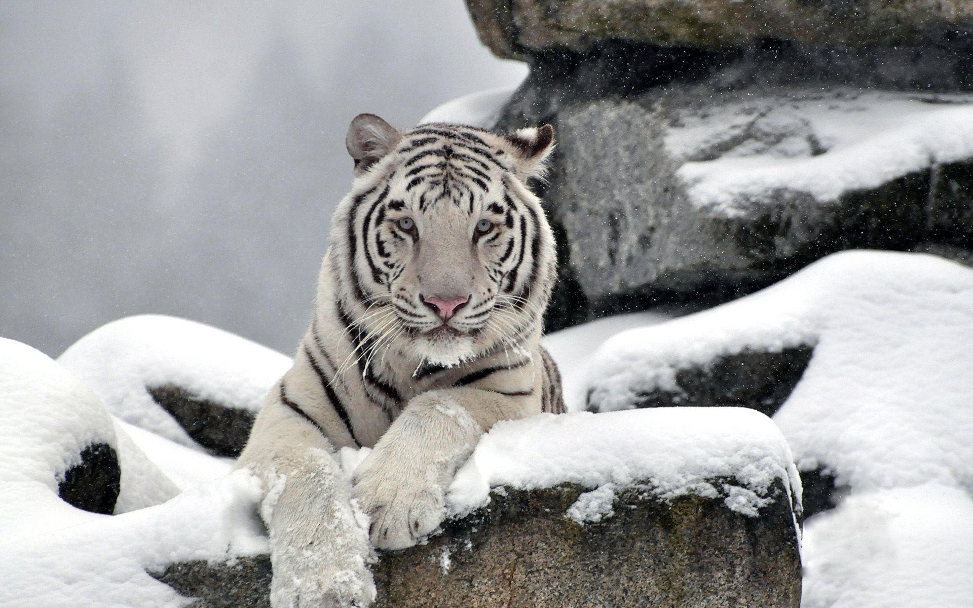 1920x1200 white tiger in the winter, Desktop