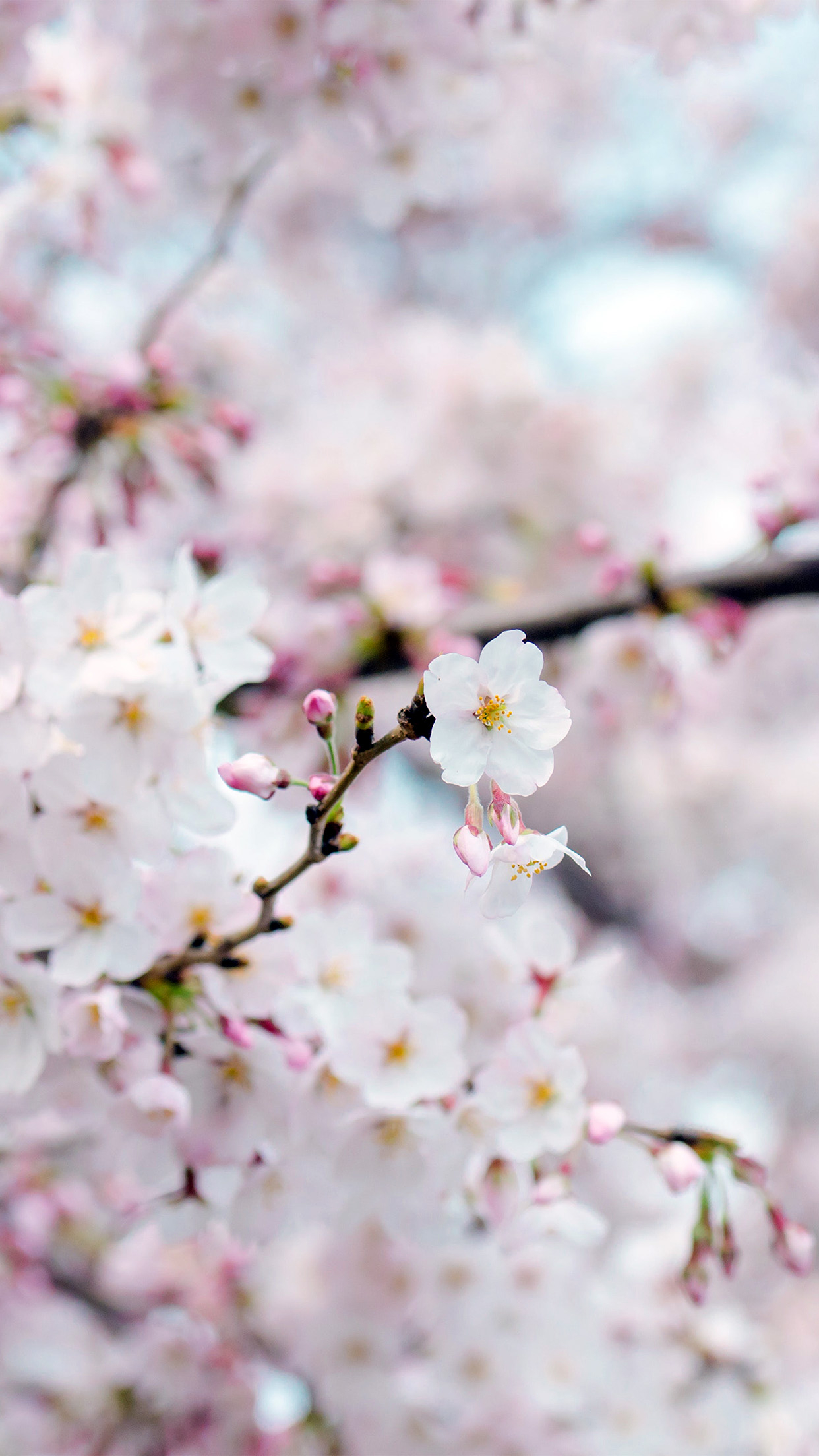 1250x2210 iPhone X wallpaper. cherry blossom flower spring tree bokeh nature, Phone