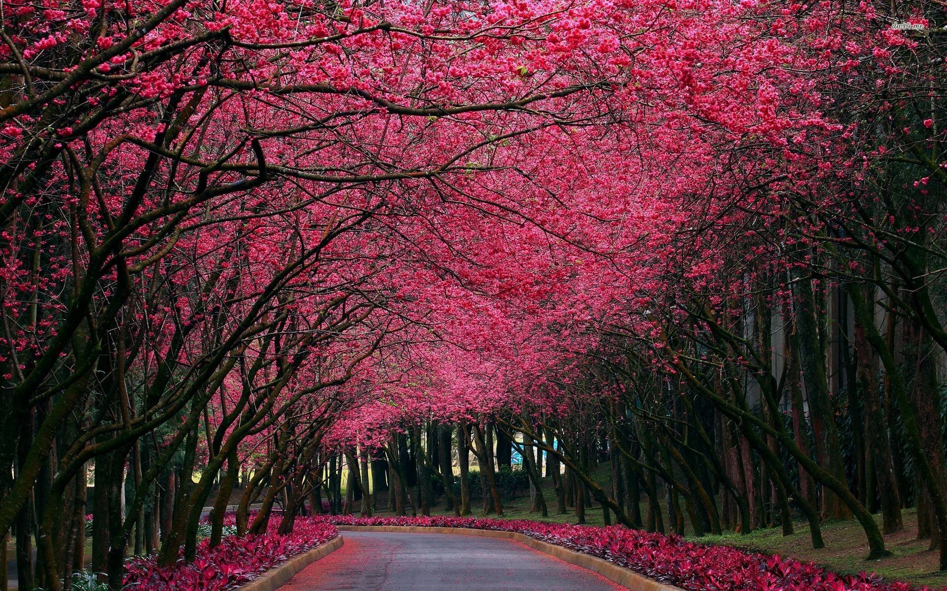 1920x1200 17342 Alley Under The Pink, Desktop