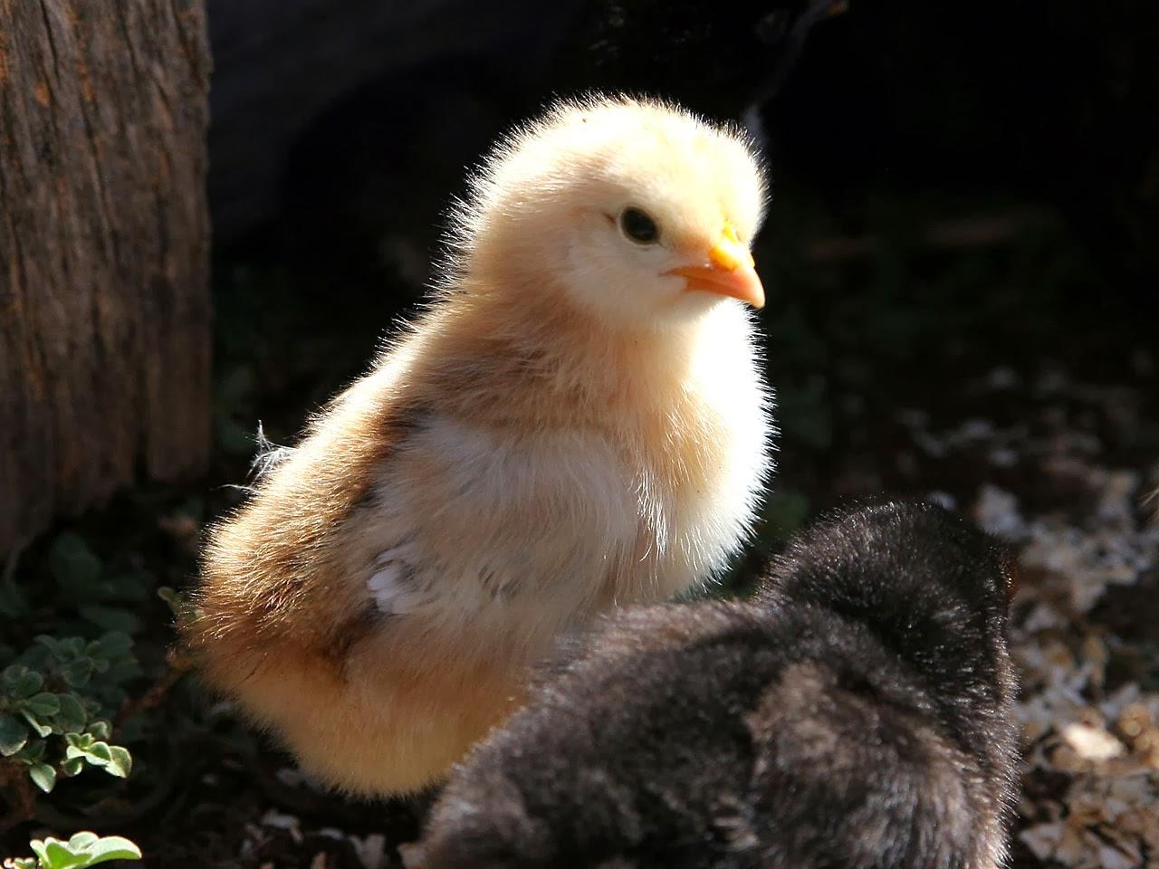 1280x960 Images, cute Baby Chick Computer Wallpaper, cute Baby, Desktop