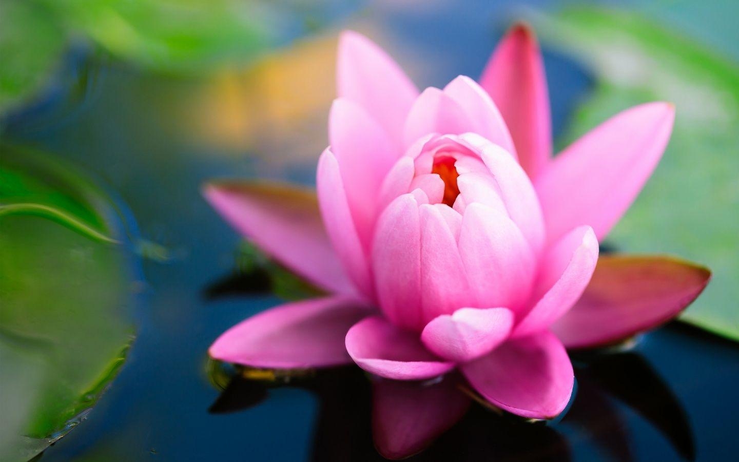 1440x900 Pink water lily HD Wallpaper, Desktop