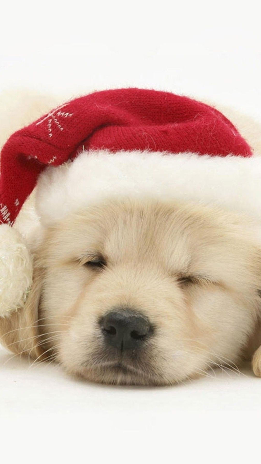 1080x1920 Greatest Christmas Dog Wallpaper iPhone Christmas Picture Of Dogs Wallpaper & Background Download, Phone