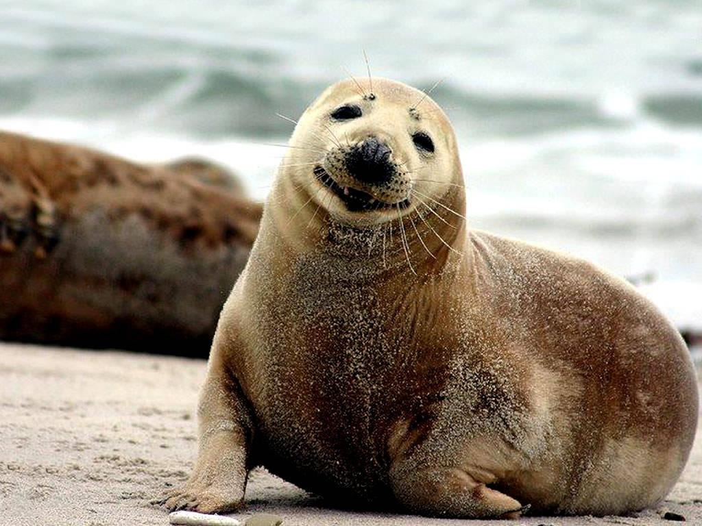 1030x770 Seal Wallpaper, Desktop