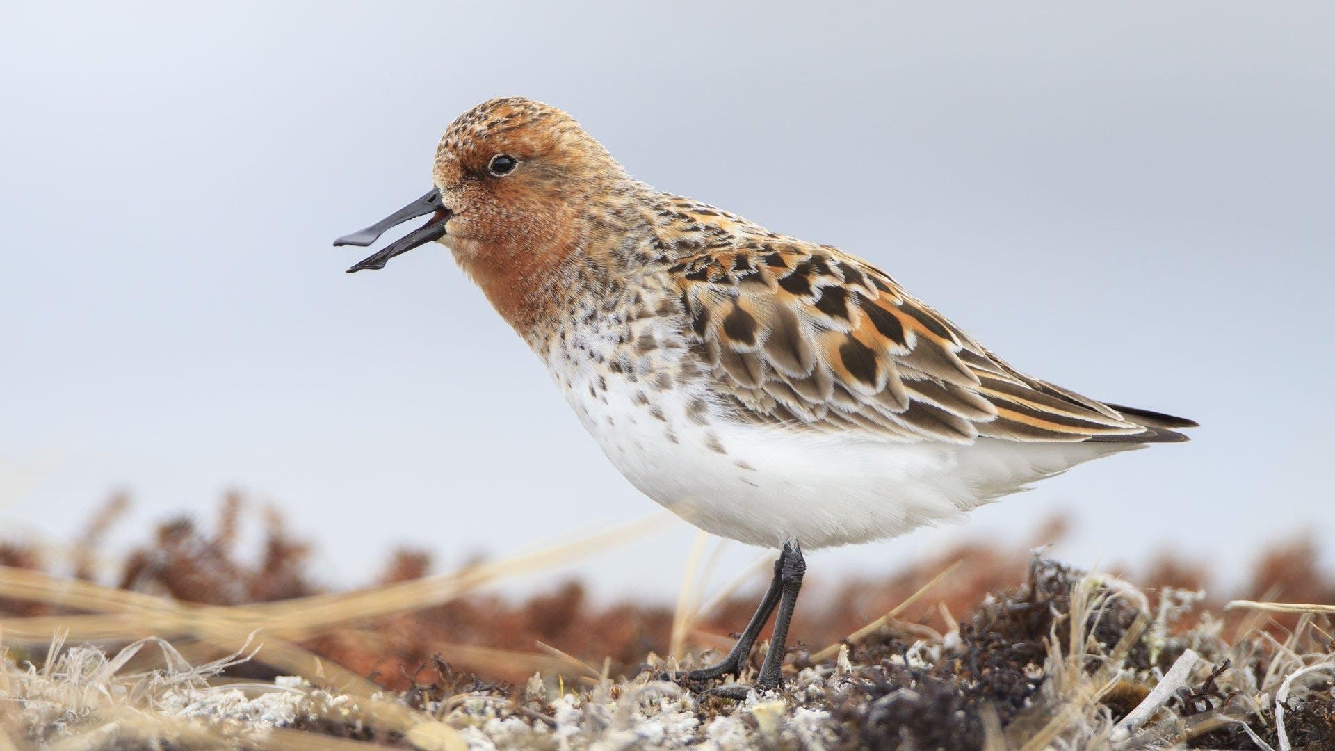 1920x1080 Sandpiper Wallpaper. Sandpiper, Desktop