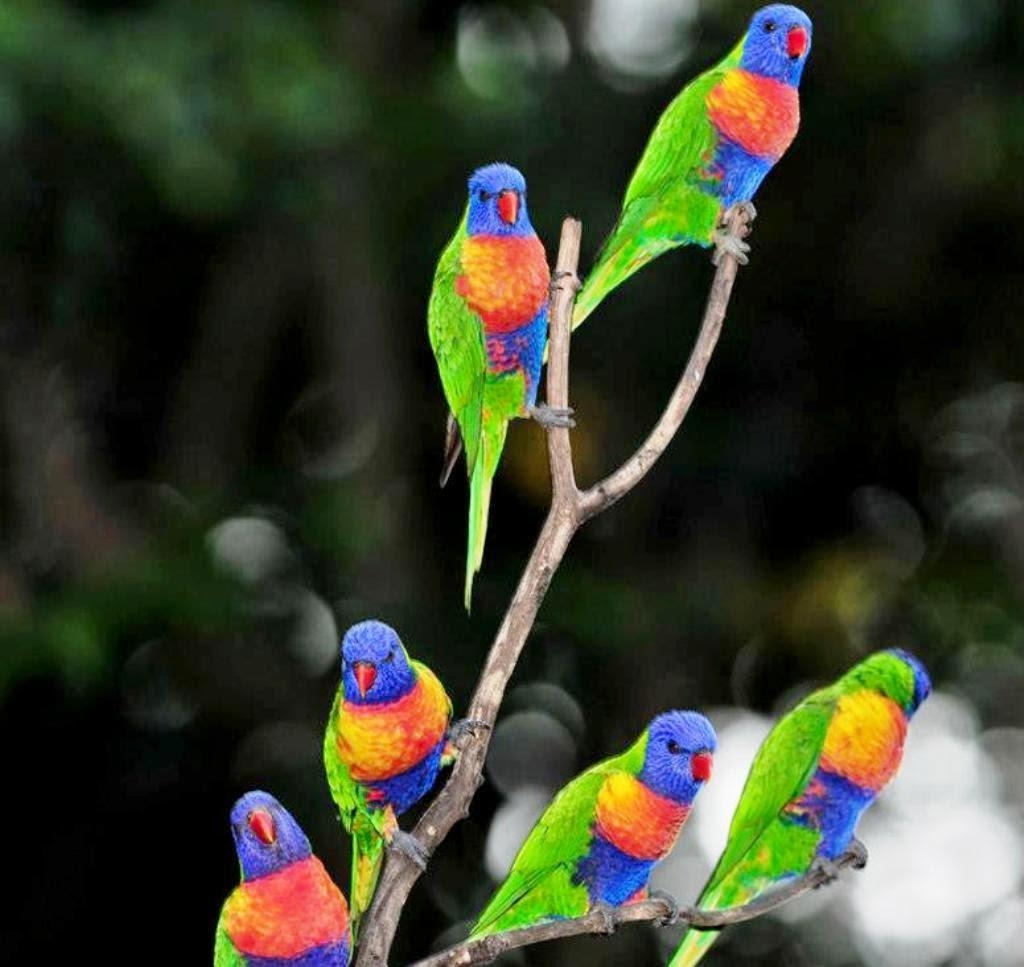 1030x970 Colorful Parrot Birds Image, Photo Wallpaper Download, Desktop