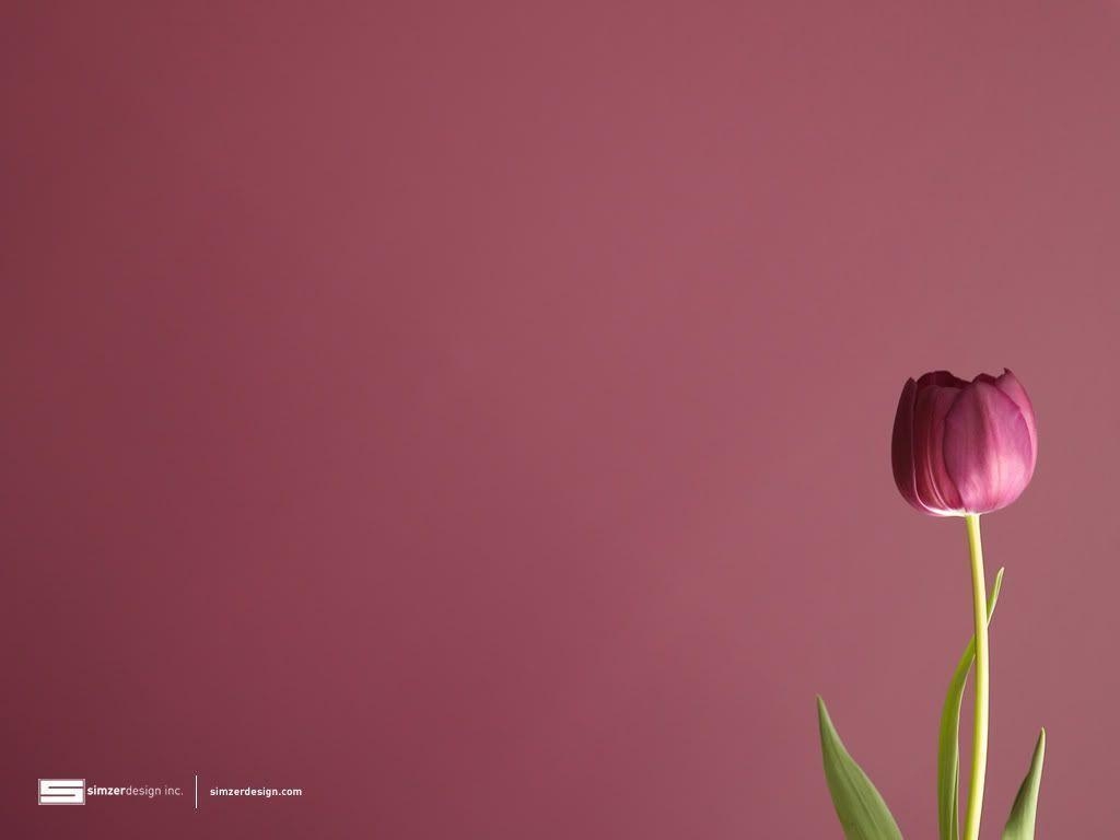 1030x770 Tulip Wallpaper Tulip Desktop Background. HD Background Wallpaper, Desktop