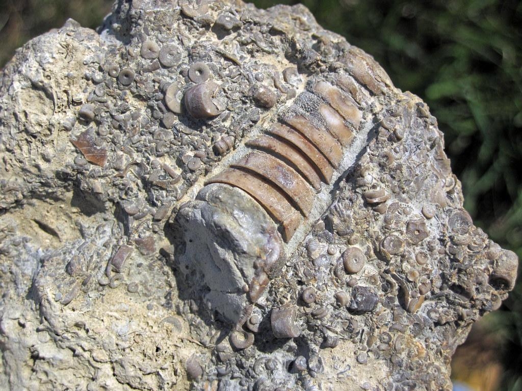 1030x770 Nautiloid & crinoid columnals in limestone Kope Formation, Desktop