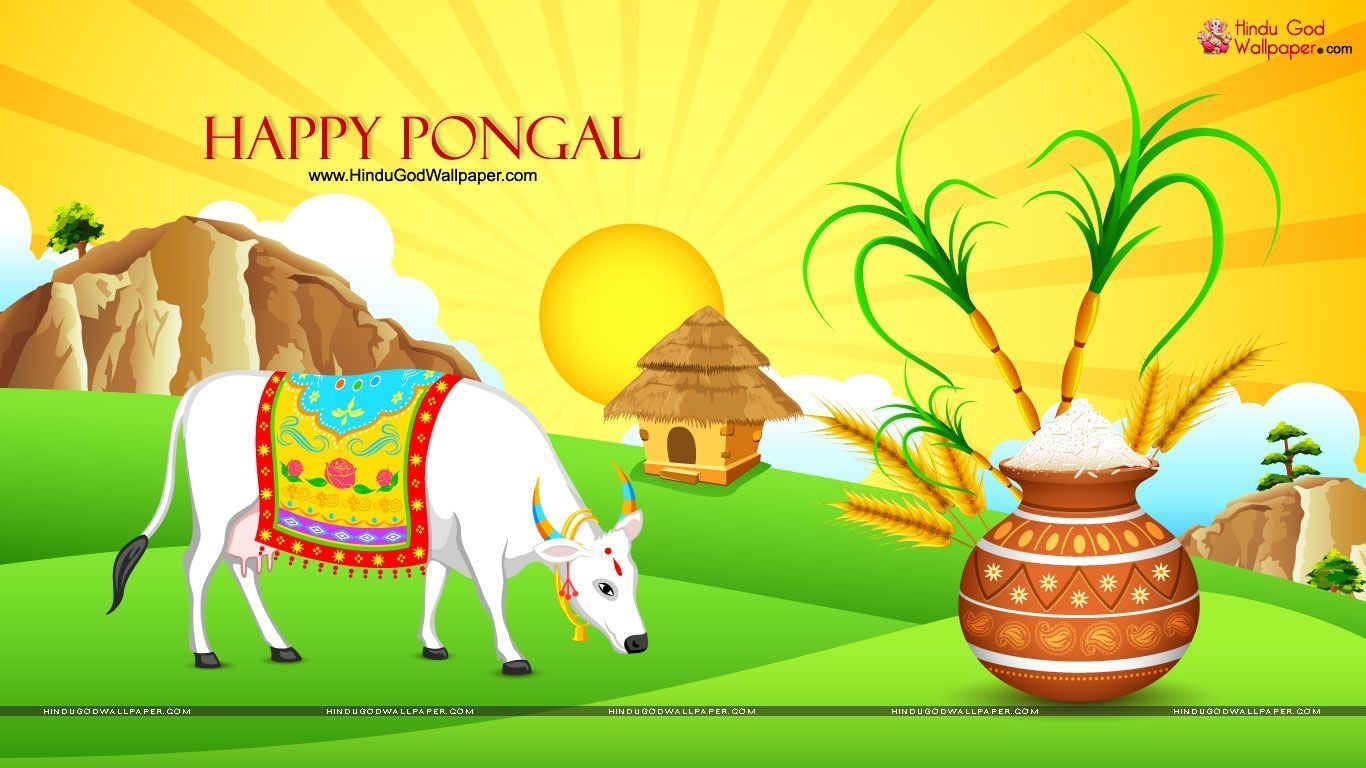 1370x770 Pongal. Happy pongal, Happy pongal wishes, Sankranthi wishes, Desktop