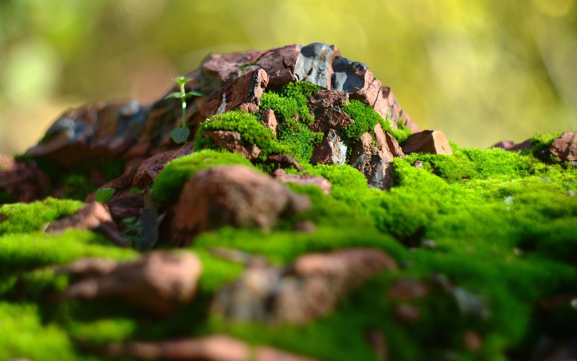 1920x1200 VYW518: Moss Wallpaper, Moss Background In High Quality, GG.YAN, Desktop