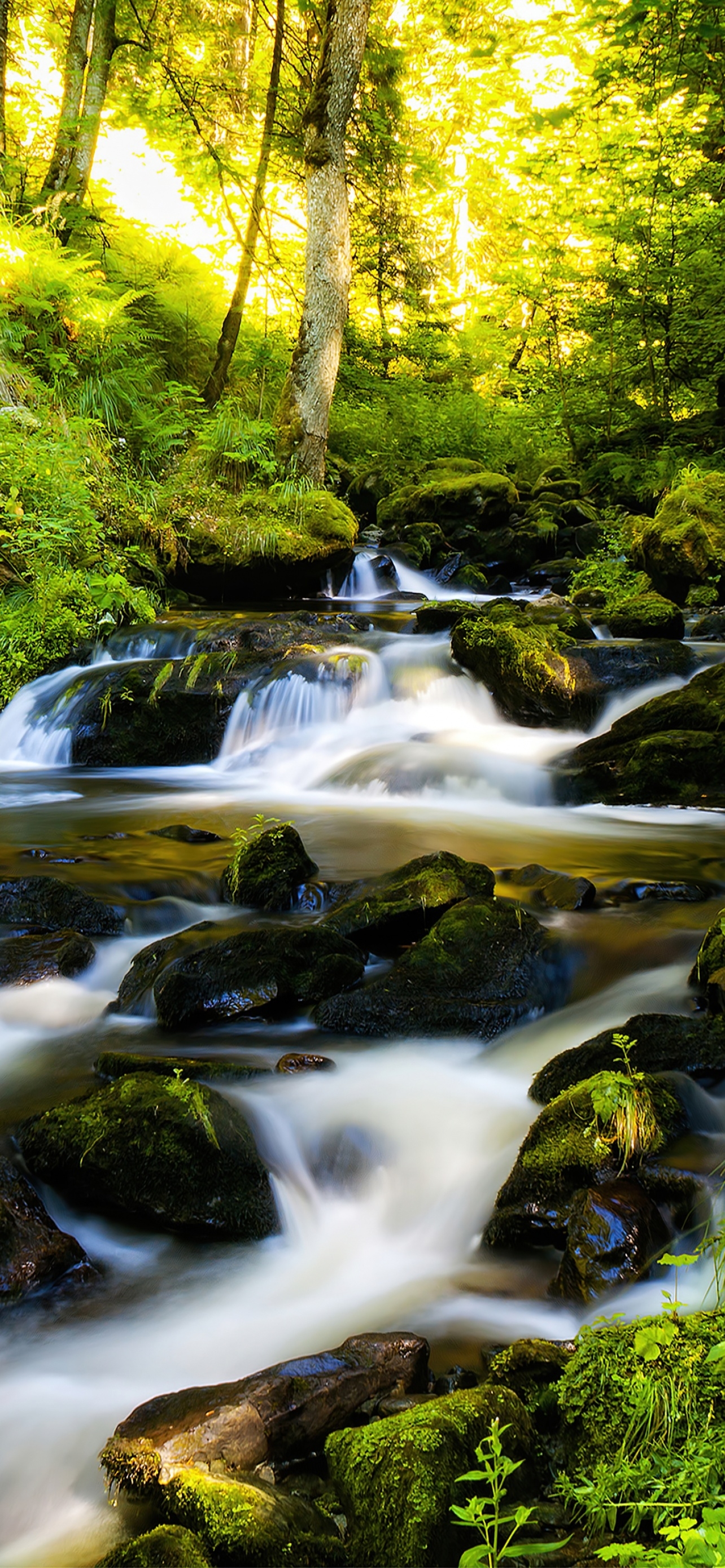 1290x2780 Black Forest Wallpaper 4K, Tropical forest, Waterfall, Phone