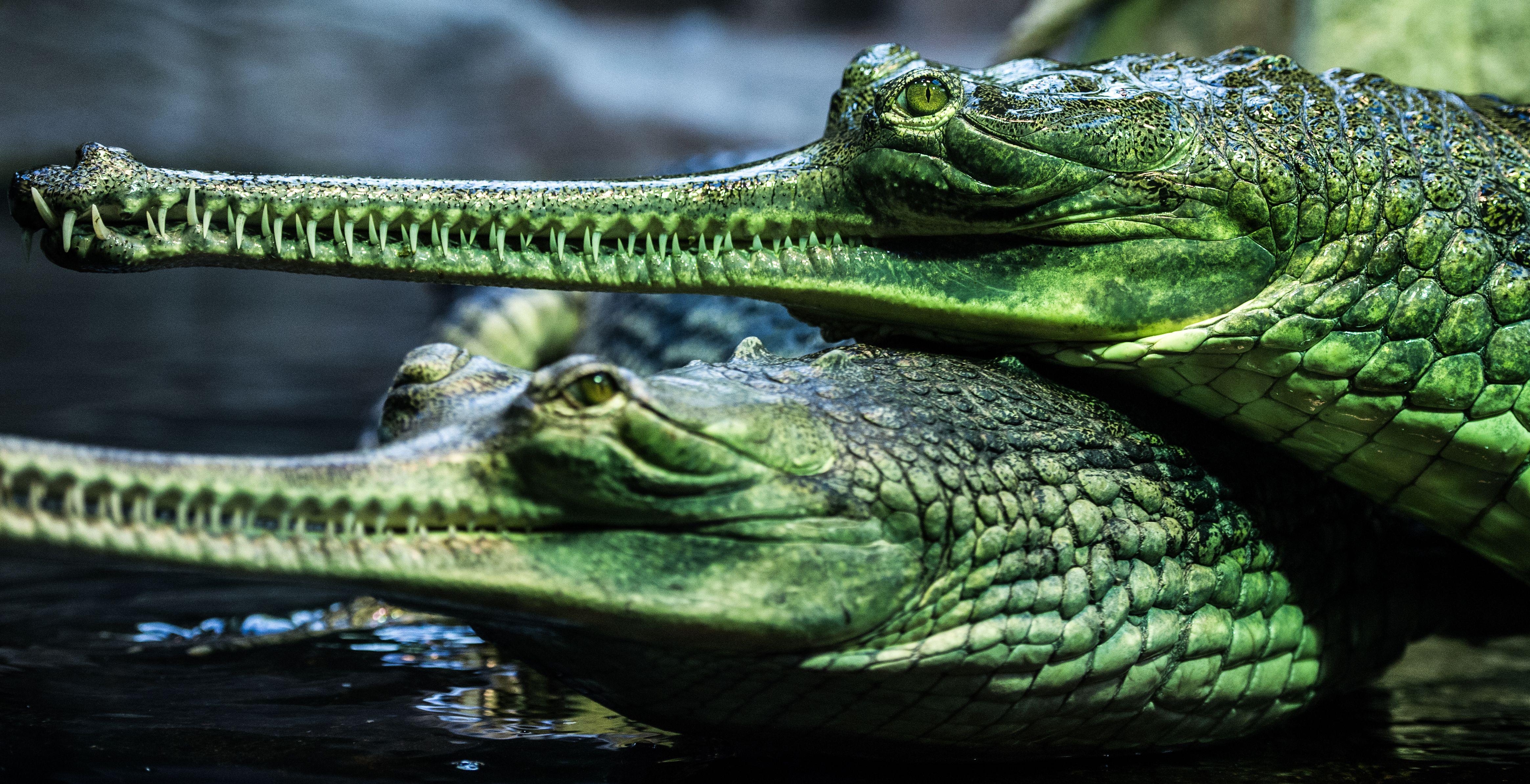 4660x2390 Gharial 4k Ultra HD Wallpaper. Background Imagex2387, Desktop