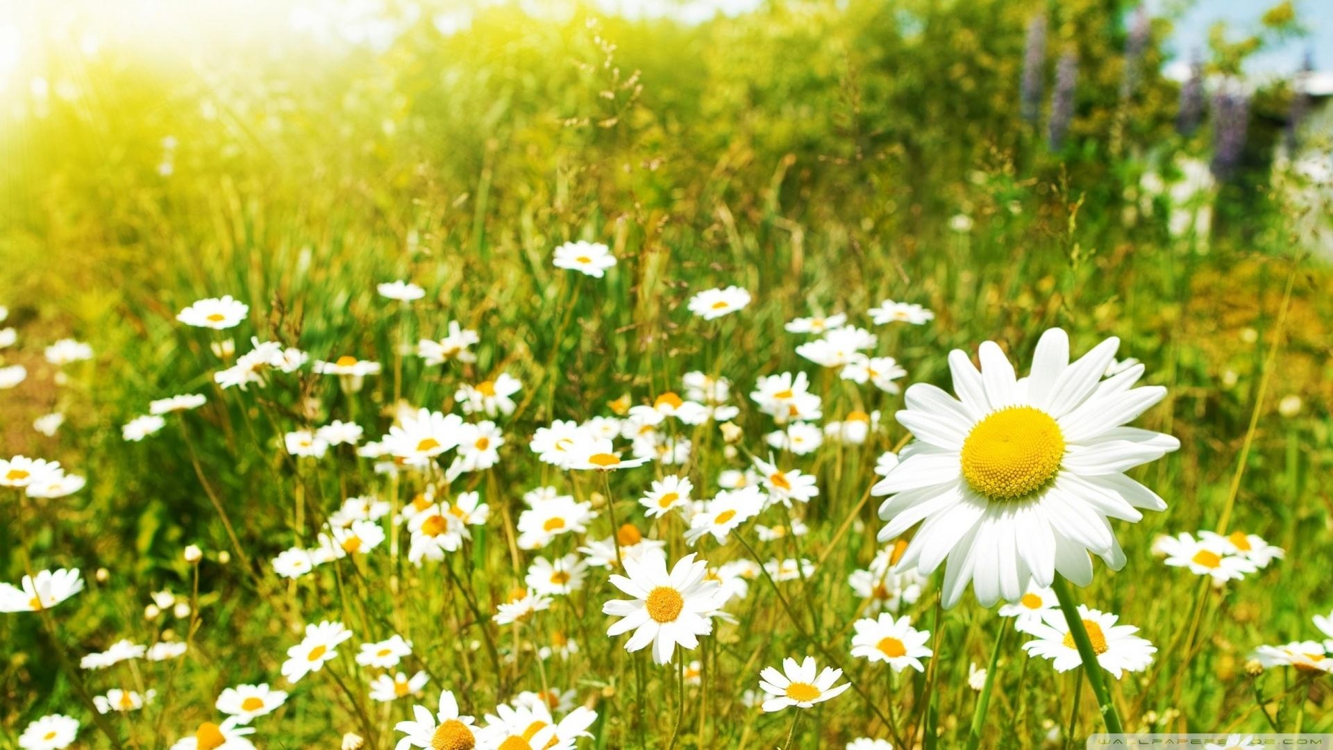 1920x1080 Free download Go Back Image For Summer Wildflowers Wallpaper, Desktop