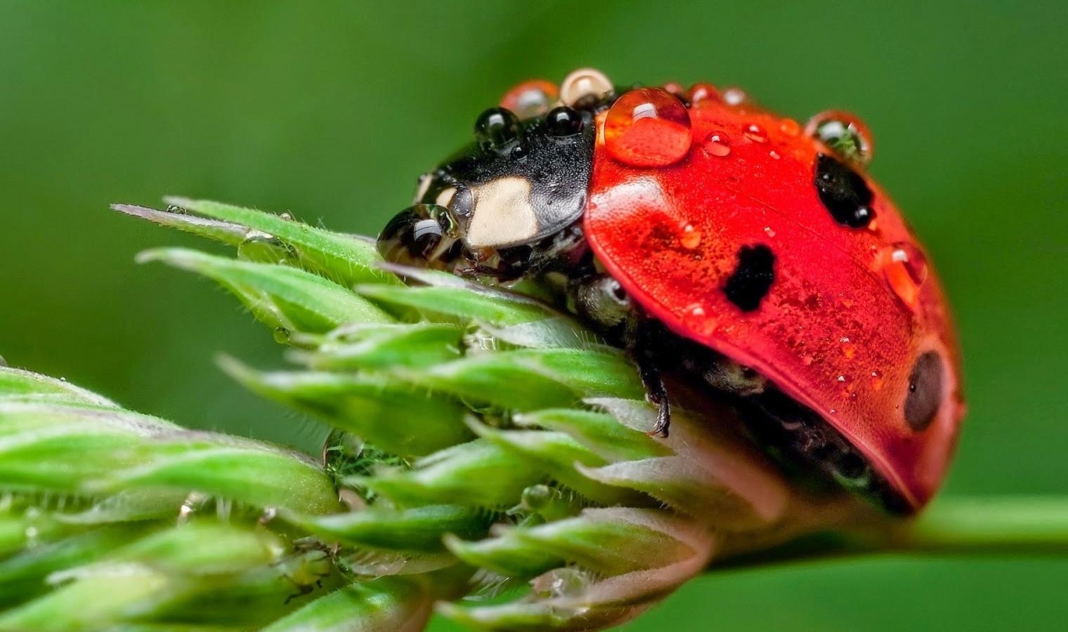 1520x900 Blue Ladybugs Picture on Animal Picture Society, Desktop