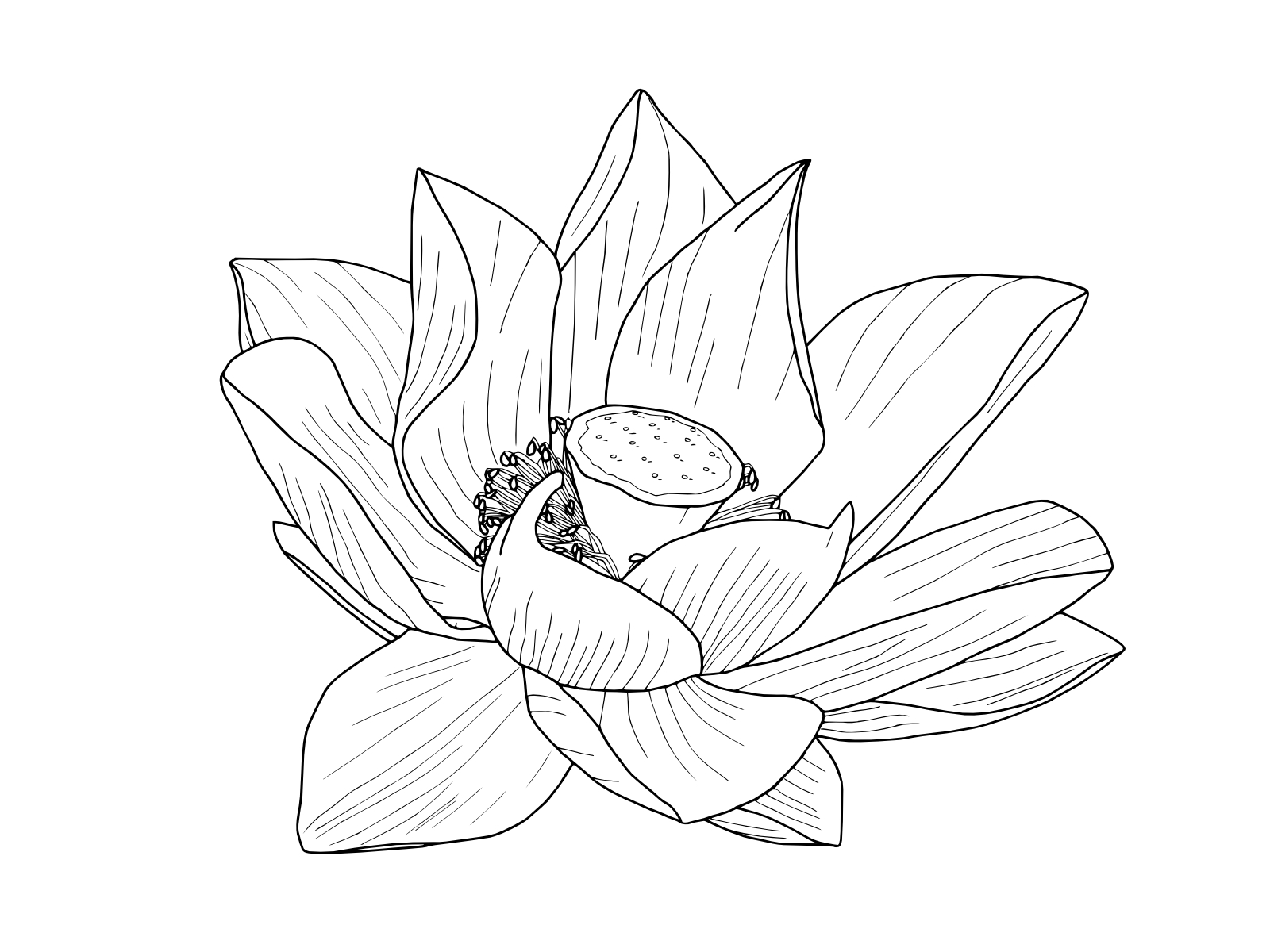 1600x1200 Free Transparent Flower Drawing Tumblr, Download Free Clip Art, Free Clip Art on Clipart Library, Desktop