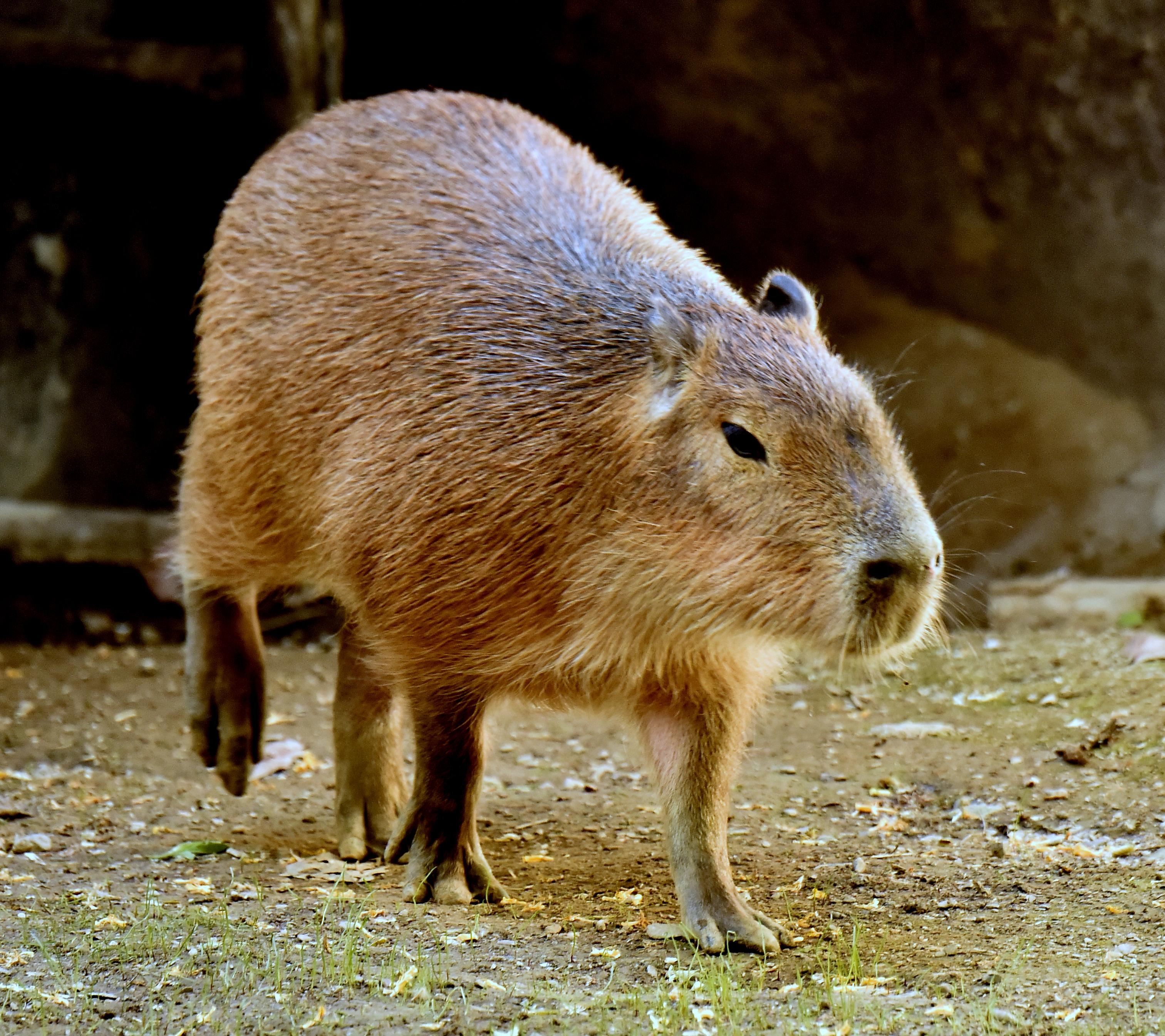 3030x2690 capybara, Desktop