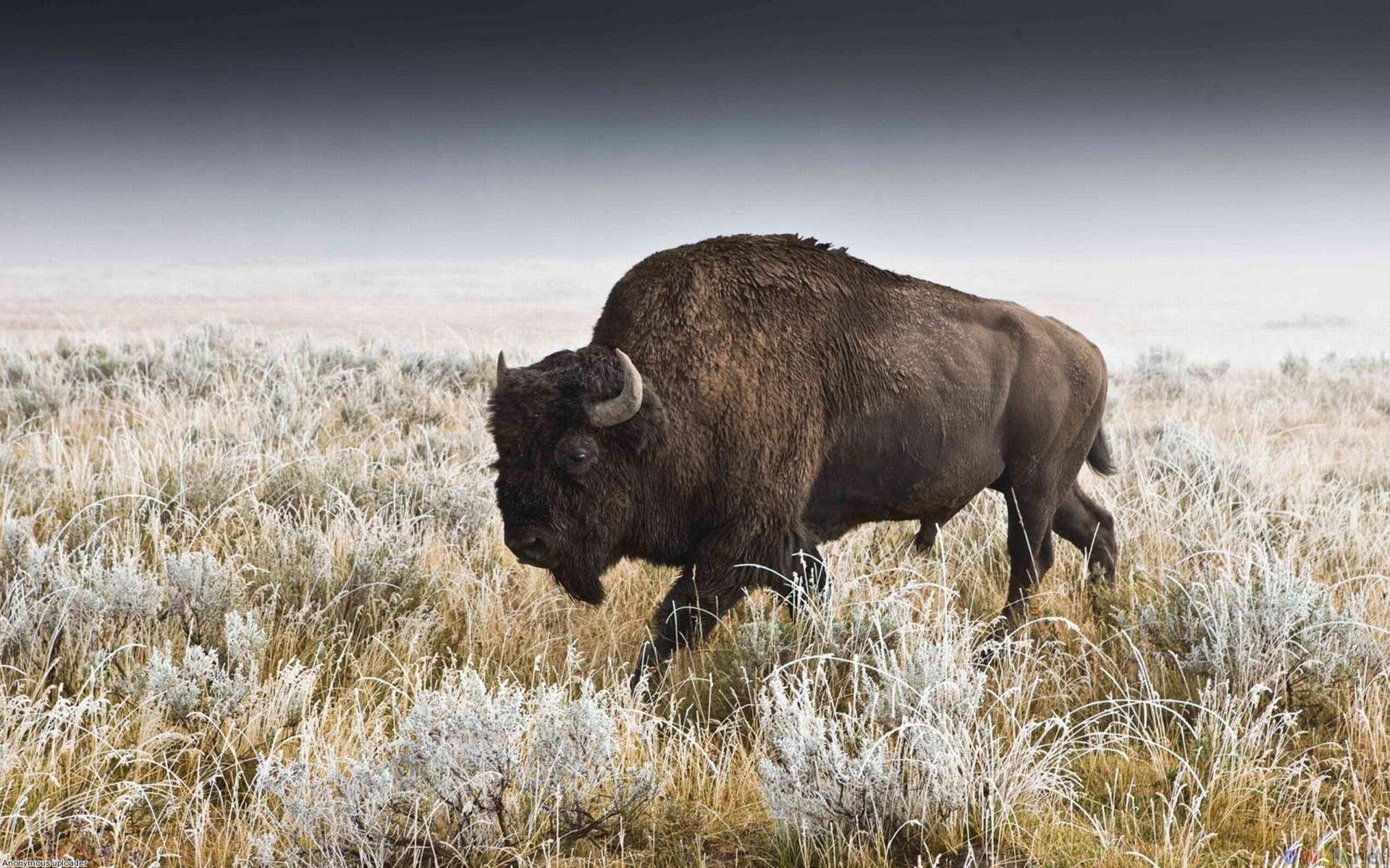 1920x1200 Buffalo wallpaper  desktop background, Desktop