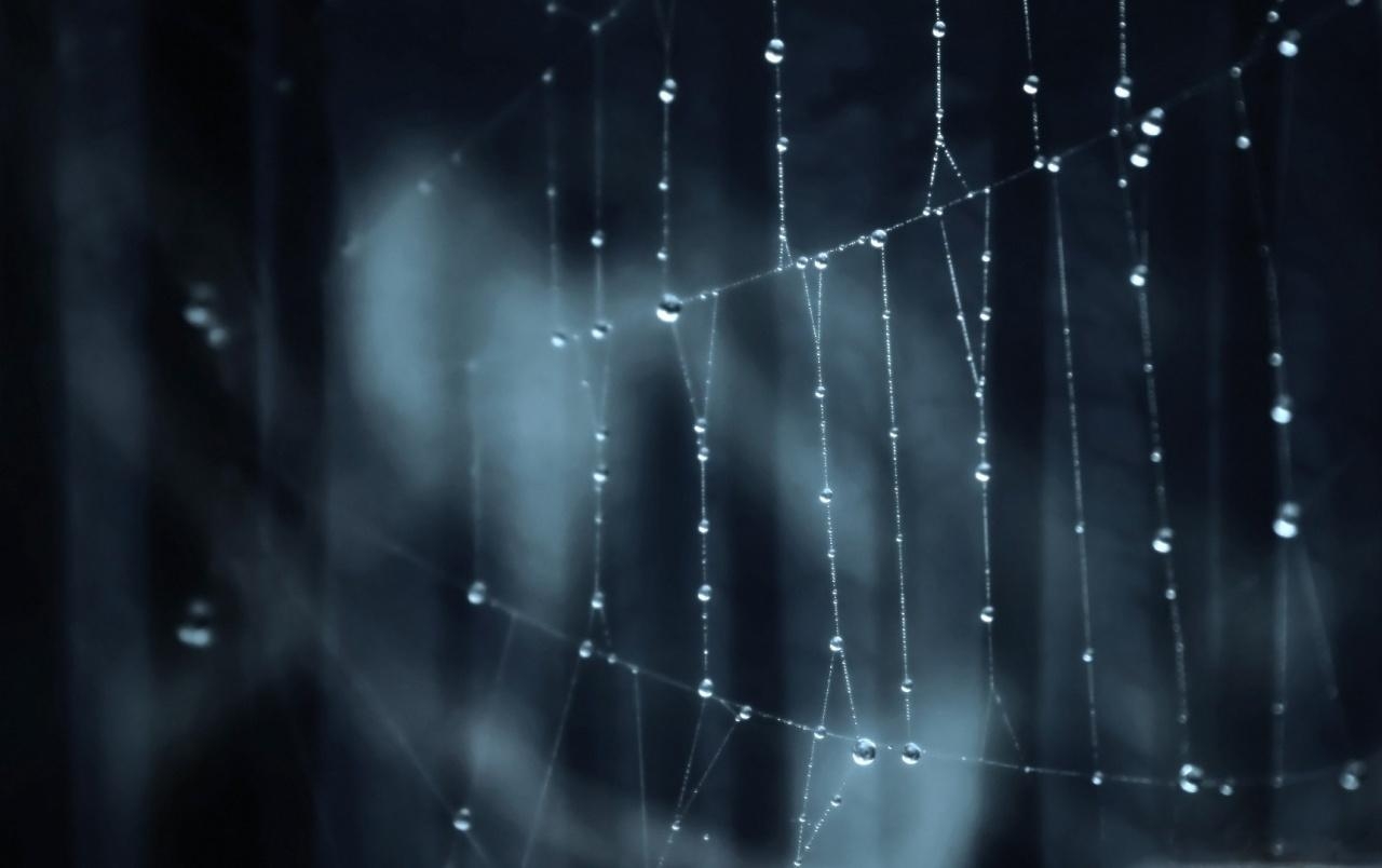 1280x810 Water Droplets on Spider Web wallpaper. Water Droplets on Spider, Desktop