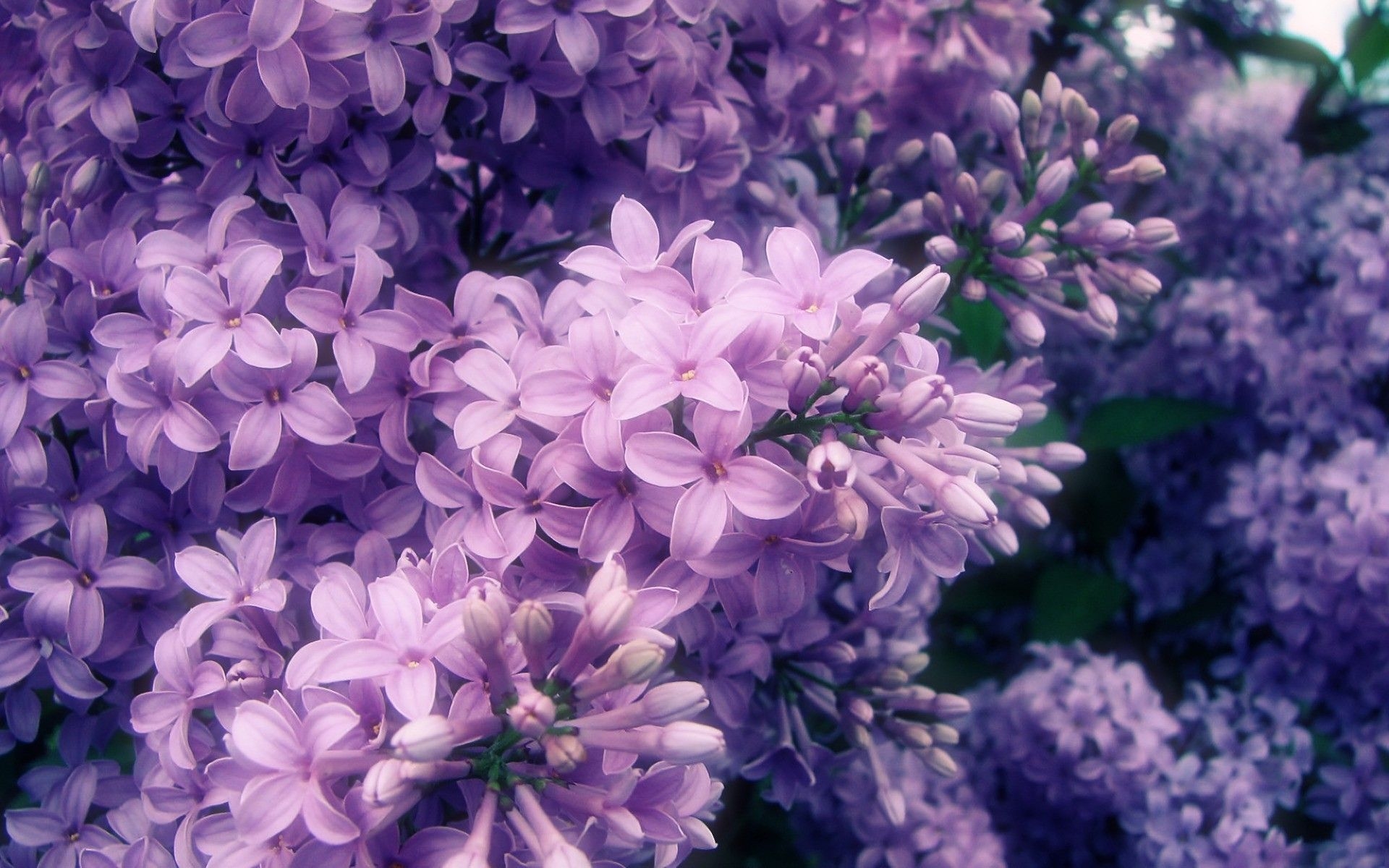 1920x1200 Purple Flower Wallpaper, Desktop