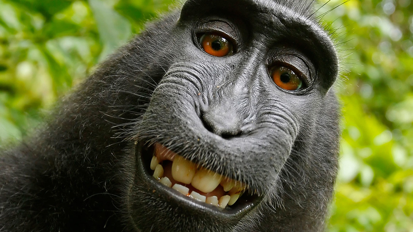 1370x770 The monkey selfie copyright case has come to an end, Desktop