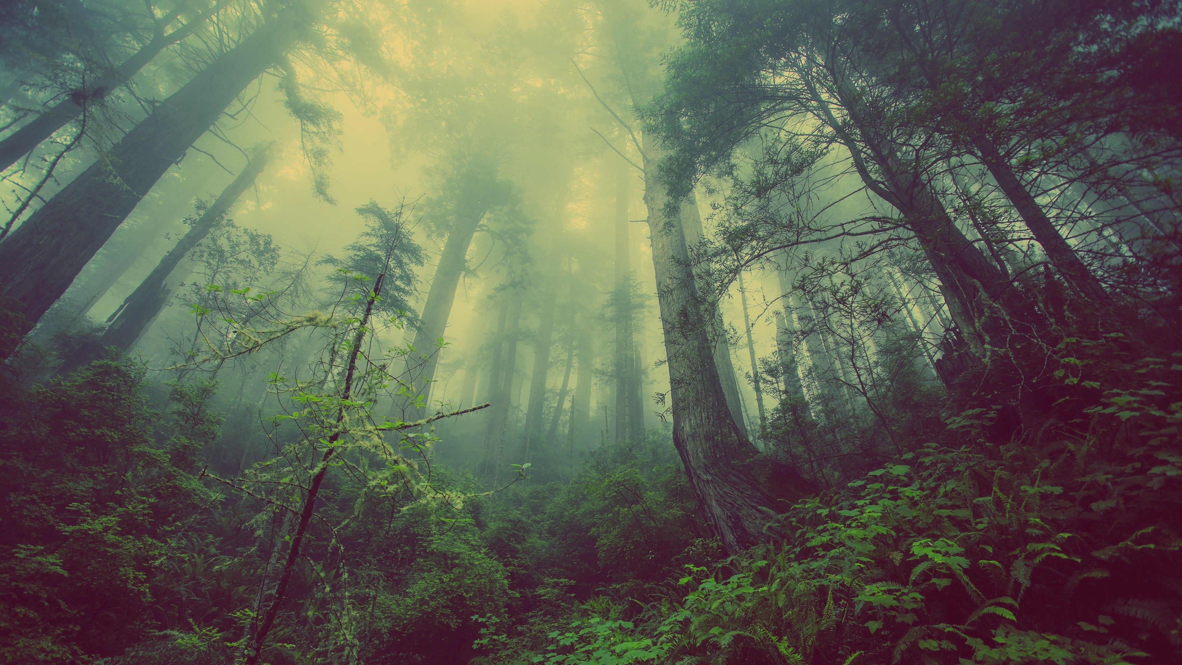 3840x2160 Wallpaper forest, 4k, 5k wallpaper, green, fog, threes, Nature, Desktop