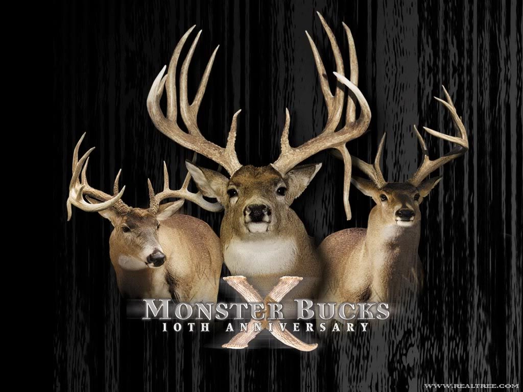 1030x770 Whitetail Wallpaper, Desktop