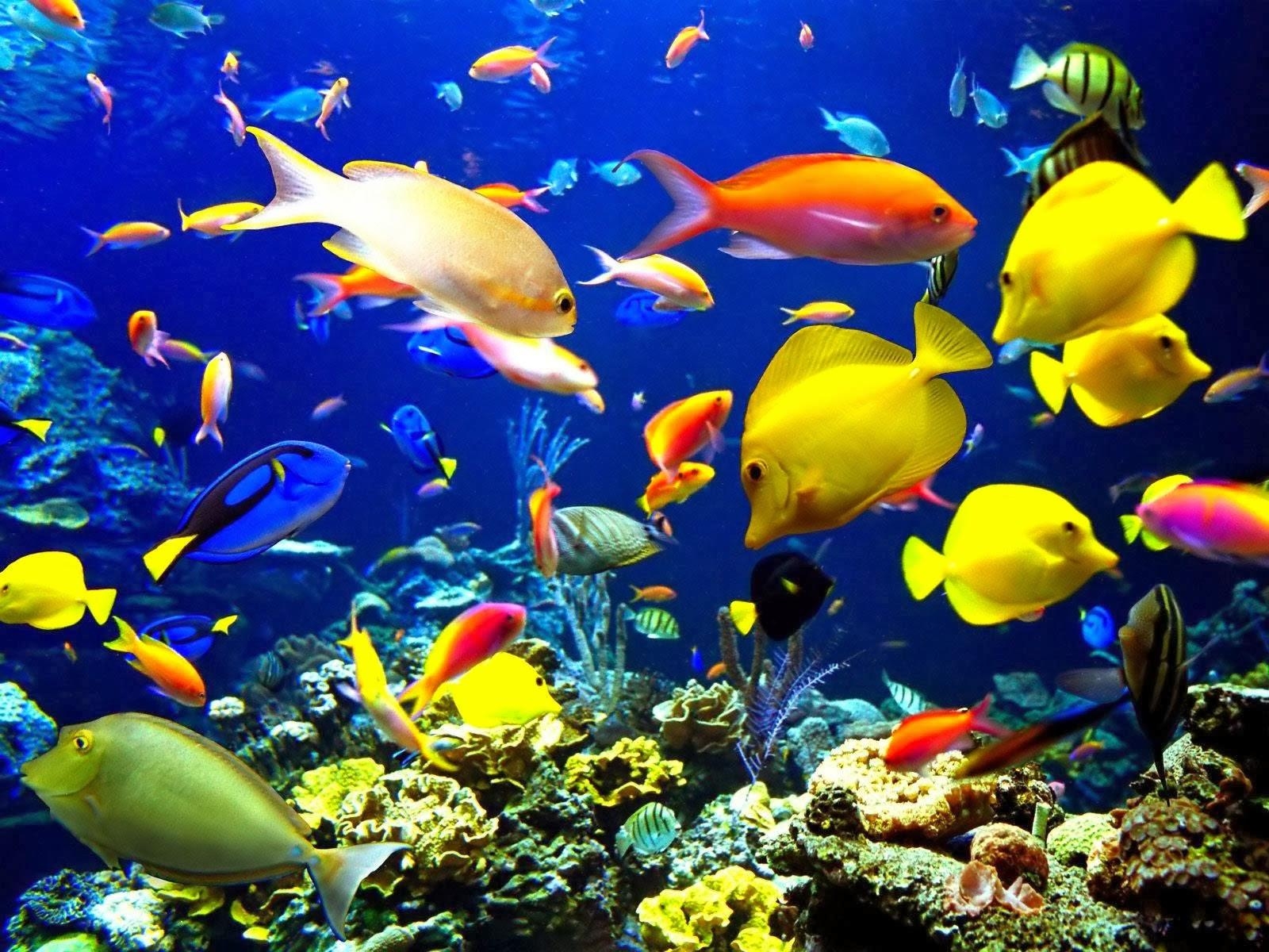 1600x1200 Aquarium Back Wallpaper Incredible HD Aquarium Background, Desktop