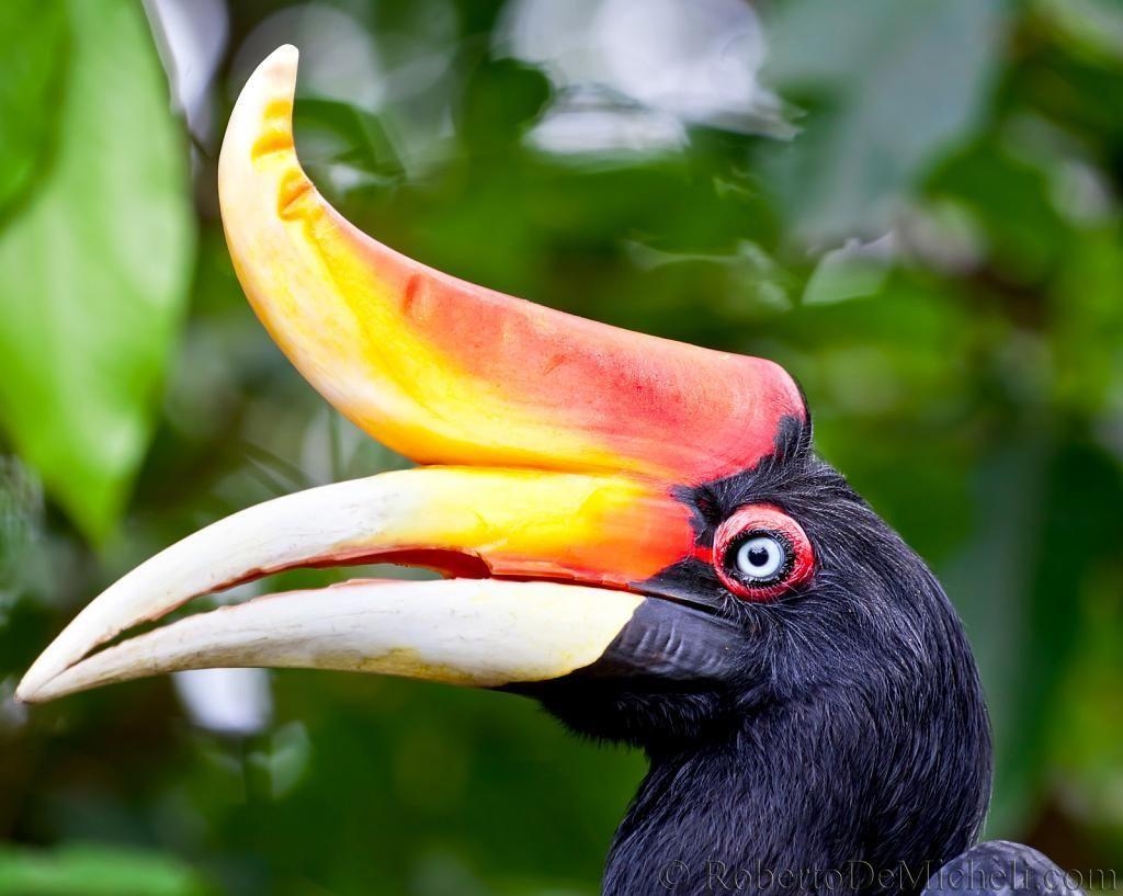 1030x820 Rhinoceros Hornbill. Slides IMG_ Rhinoceros, Hornbill, Bird, Desktop