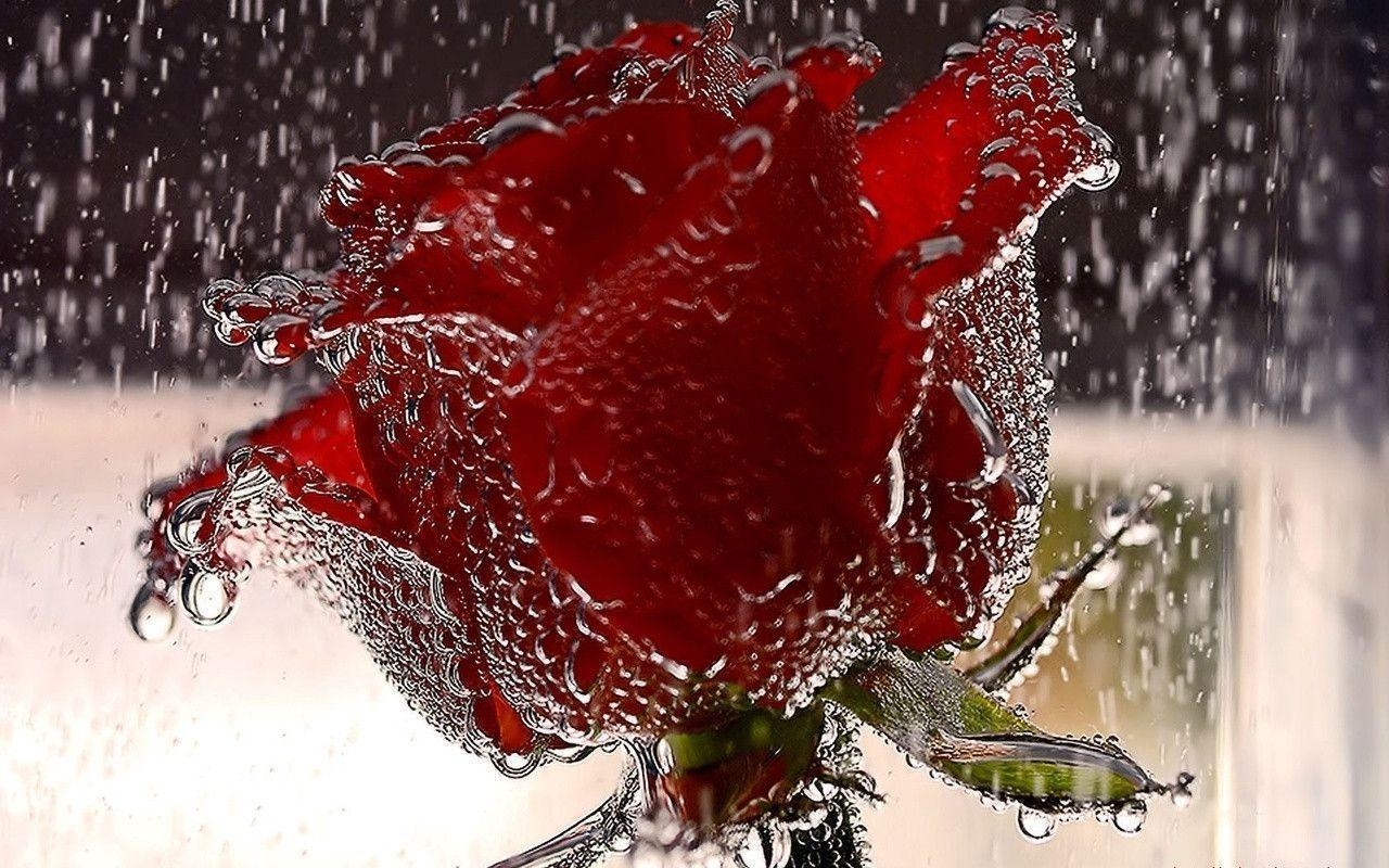 1280x800 Red, Red Rose, Desktop