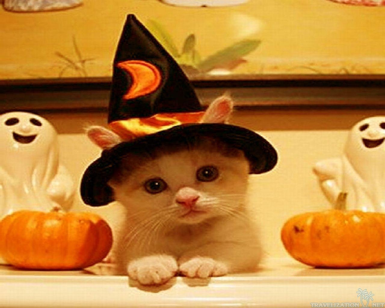 1280x1030 Cute Halloween Cats Wallpaper, Desktop