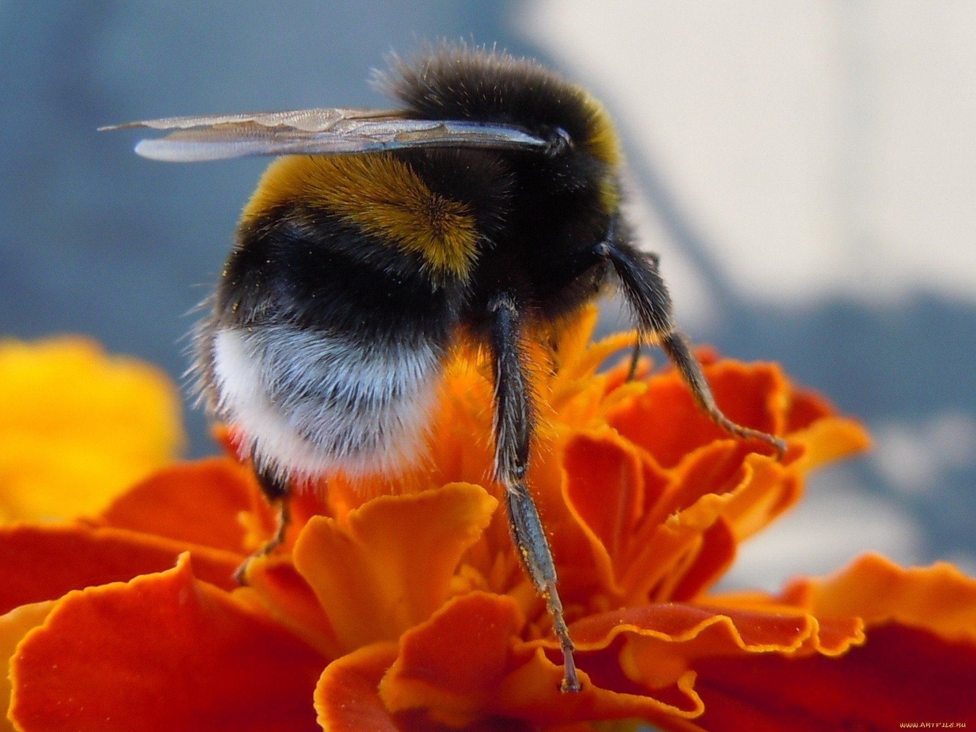 1920x1440 flowers insects macro bumblebee hymenopthera, Desktop