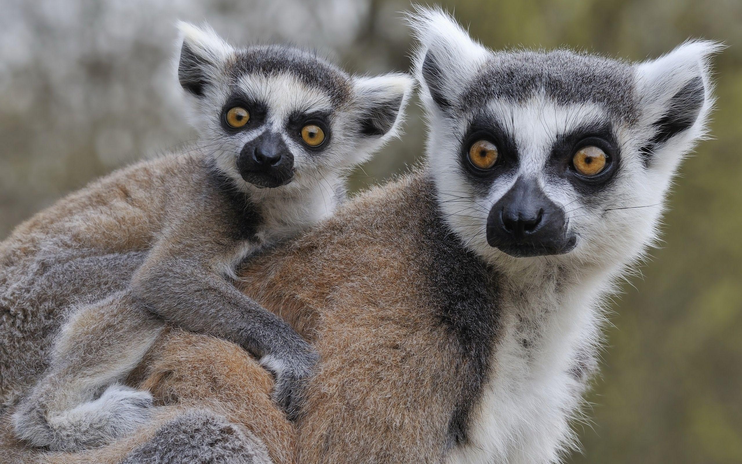 2560x1600 abstract HD wallpaper, katta, tailed, mobile wallpaper, lemur, Desktop