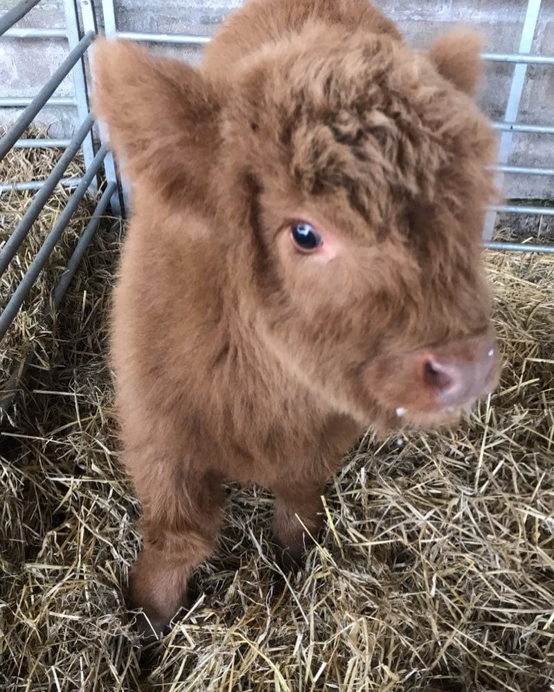 800x1000 Cute Picture of Highland Cows. POPSUGAR Smart Living UK, Phone