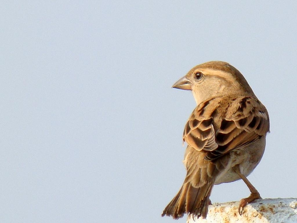 1030x770 Female sparrow wallpaperx768, Desktop