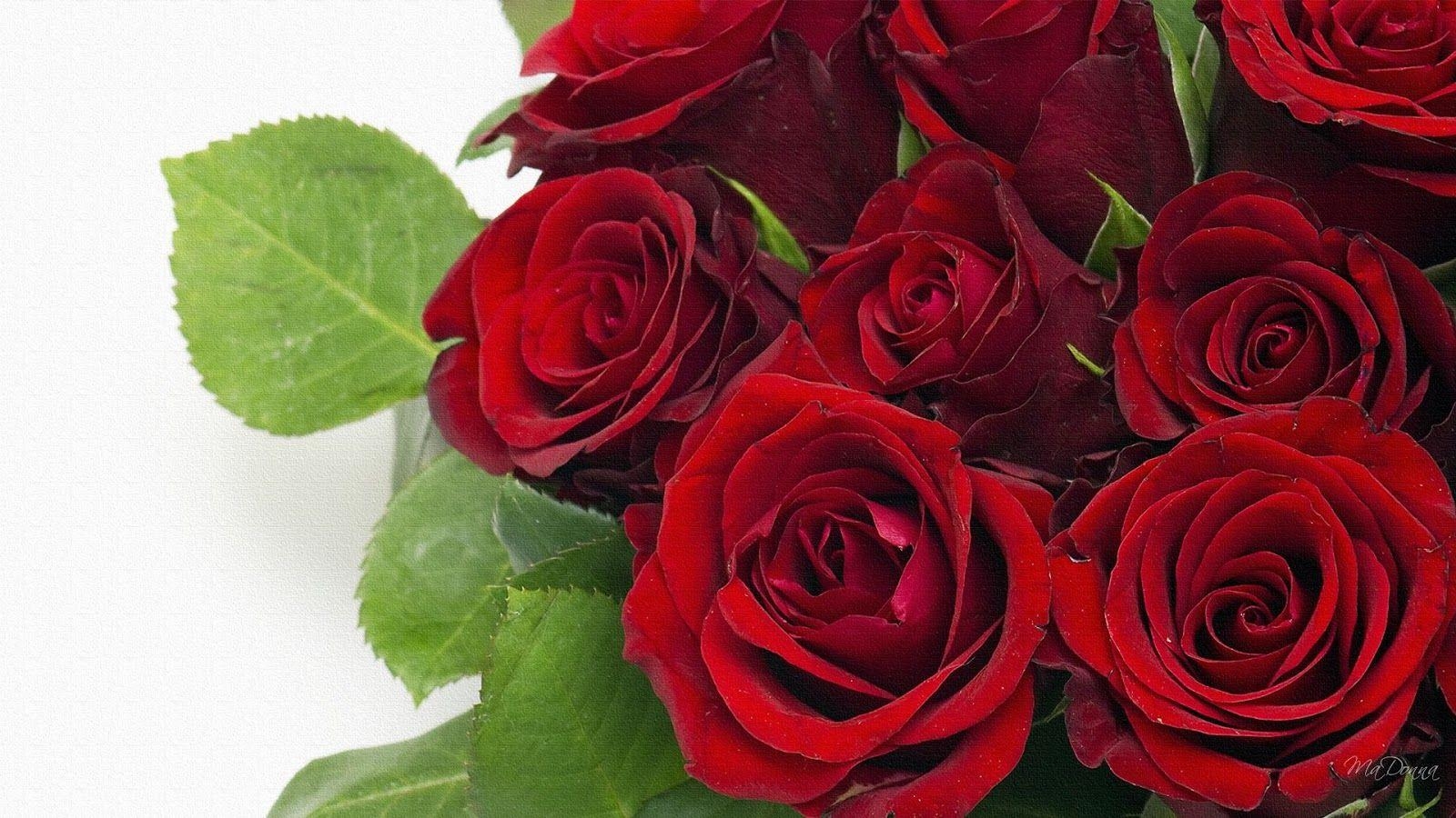 1600x900 red roses, most popular rose, rose wallpaper, beautiful rose, red, Desktop