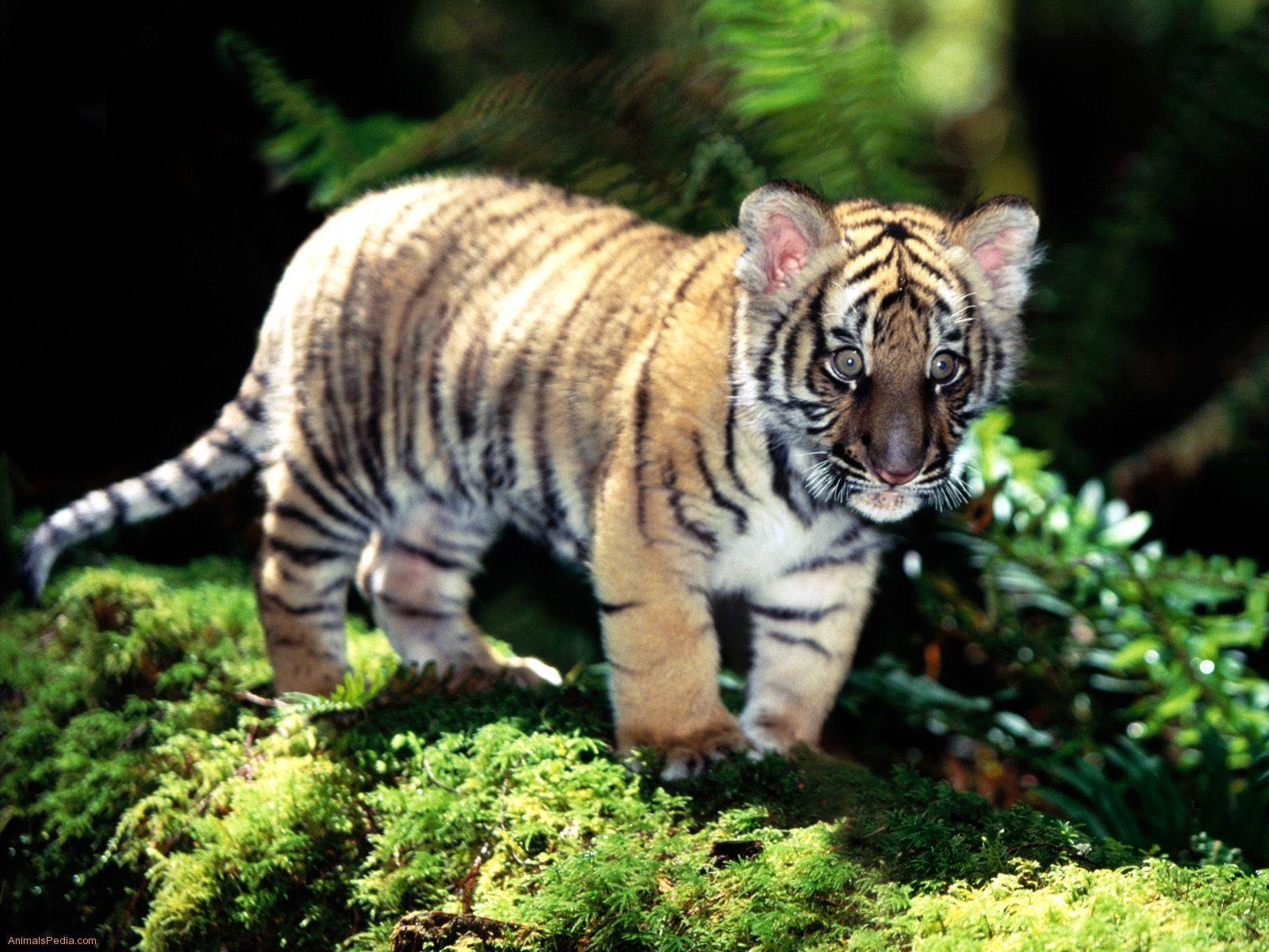 1600x1200 3D Tiger HD Wallpaper, Desktop