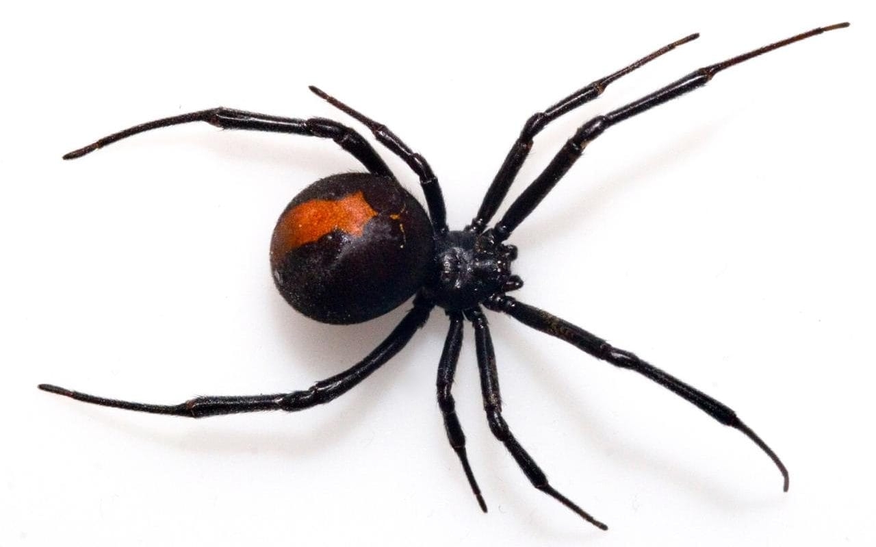 1280x800 Venomous spider bites man sitting on the toilet, Desktop