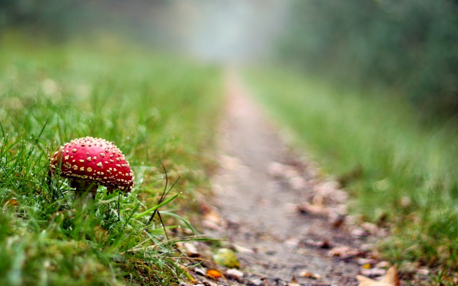 1600x1000 Excellent HD Mushroom Wallpaper, Desktop